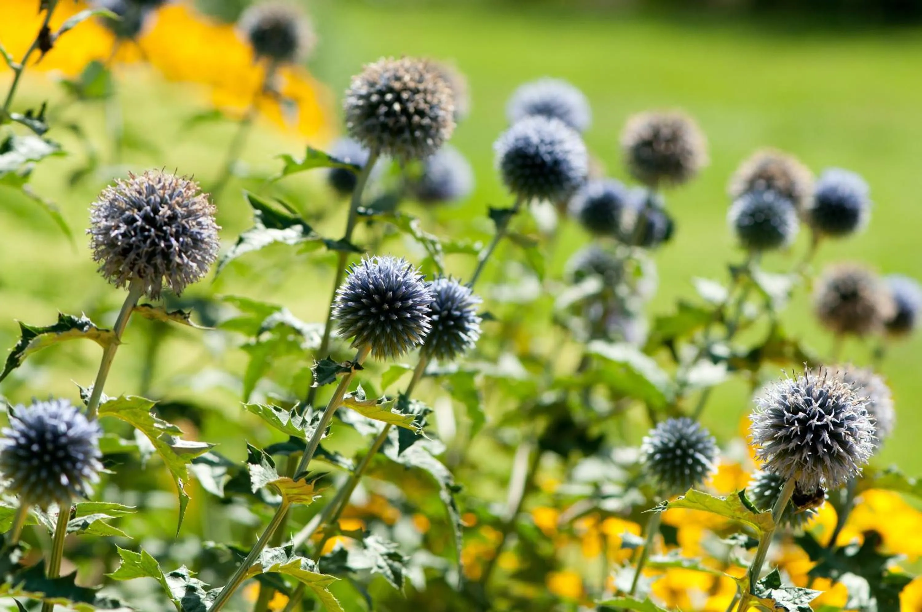Garden in Auberge des Gallant