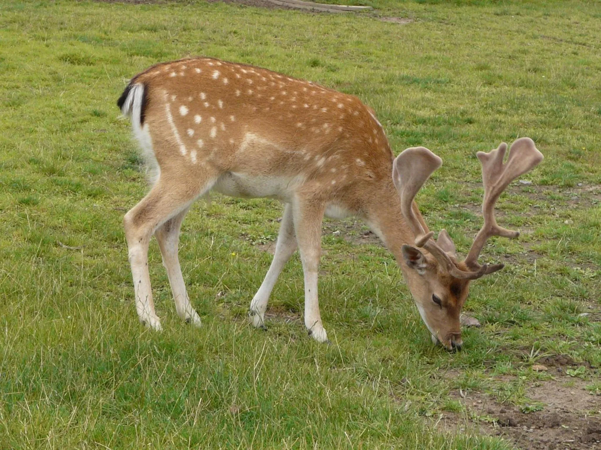 Animals in Gasthaus Eickholt GmbH