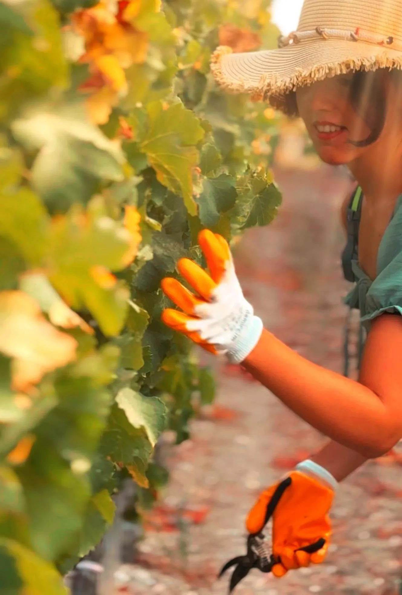 Datça Vineyard Guesthouse - Over 14 years old only