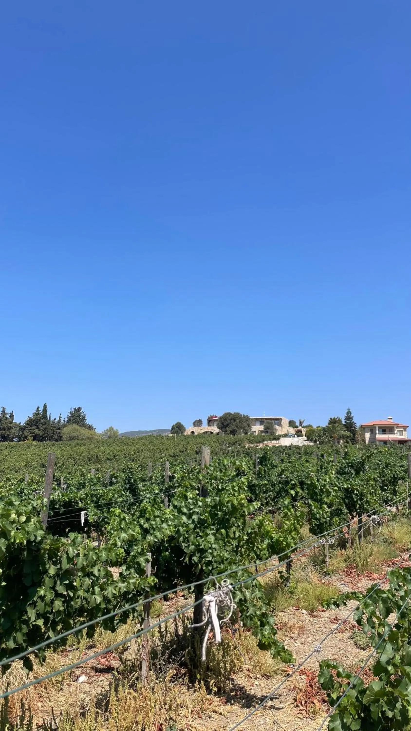 Property building in Datça Vineyard Guesthouse - Over 14 years old only