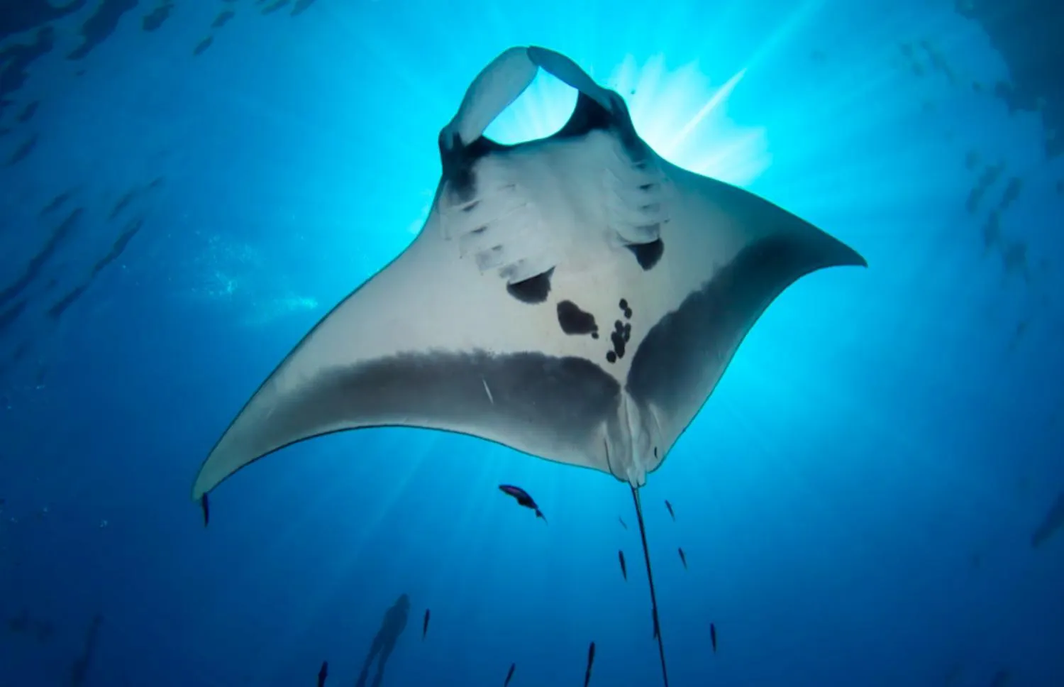 Animals in Bequia Beachfront Villas