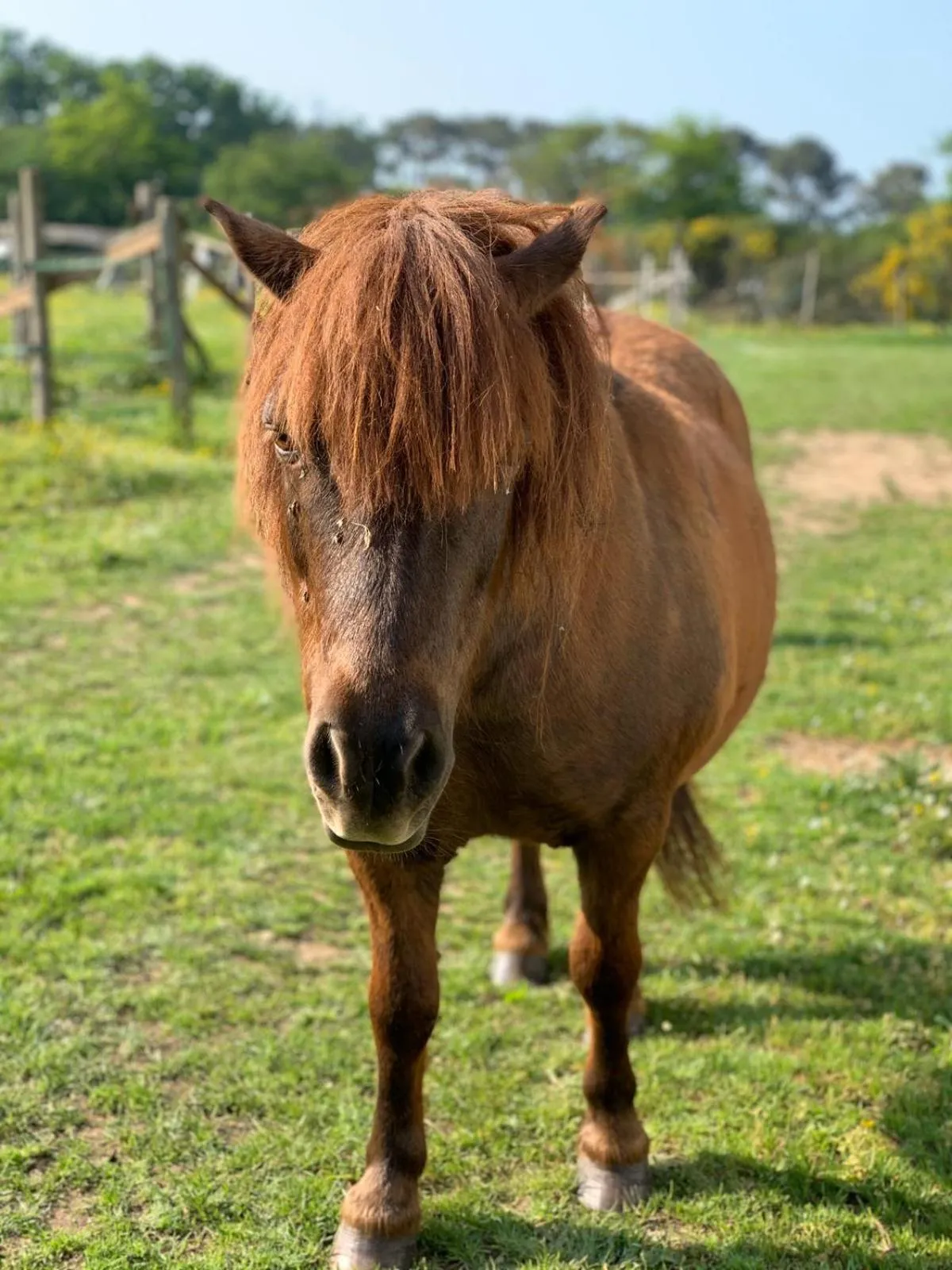 Animals in Le clos du Tay