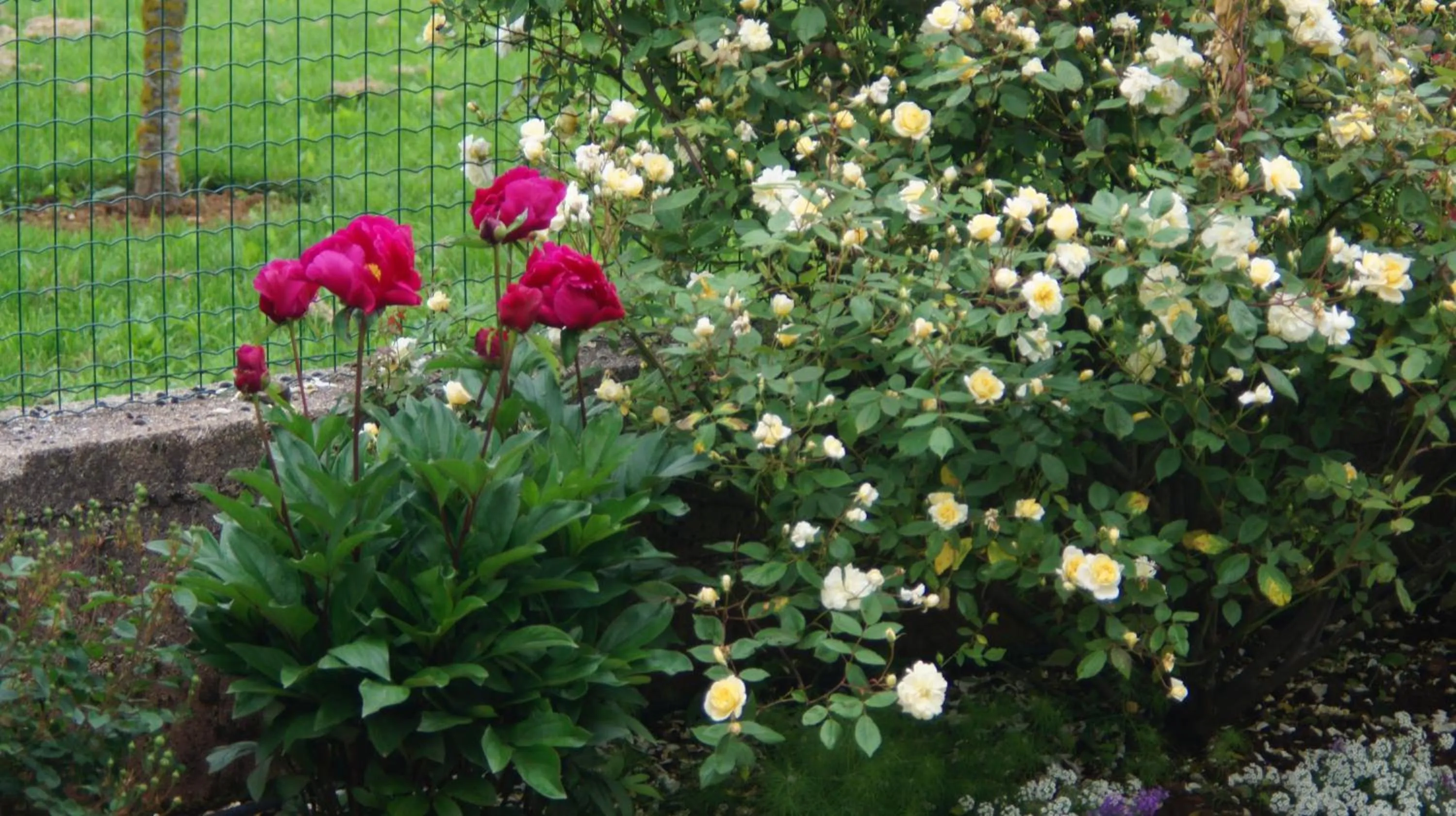 Garden in Acaba d'Entrar