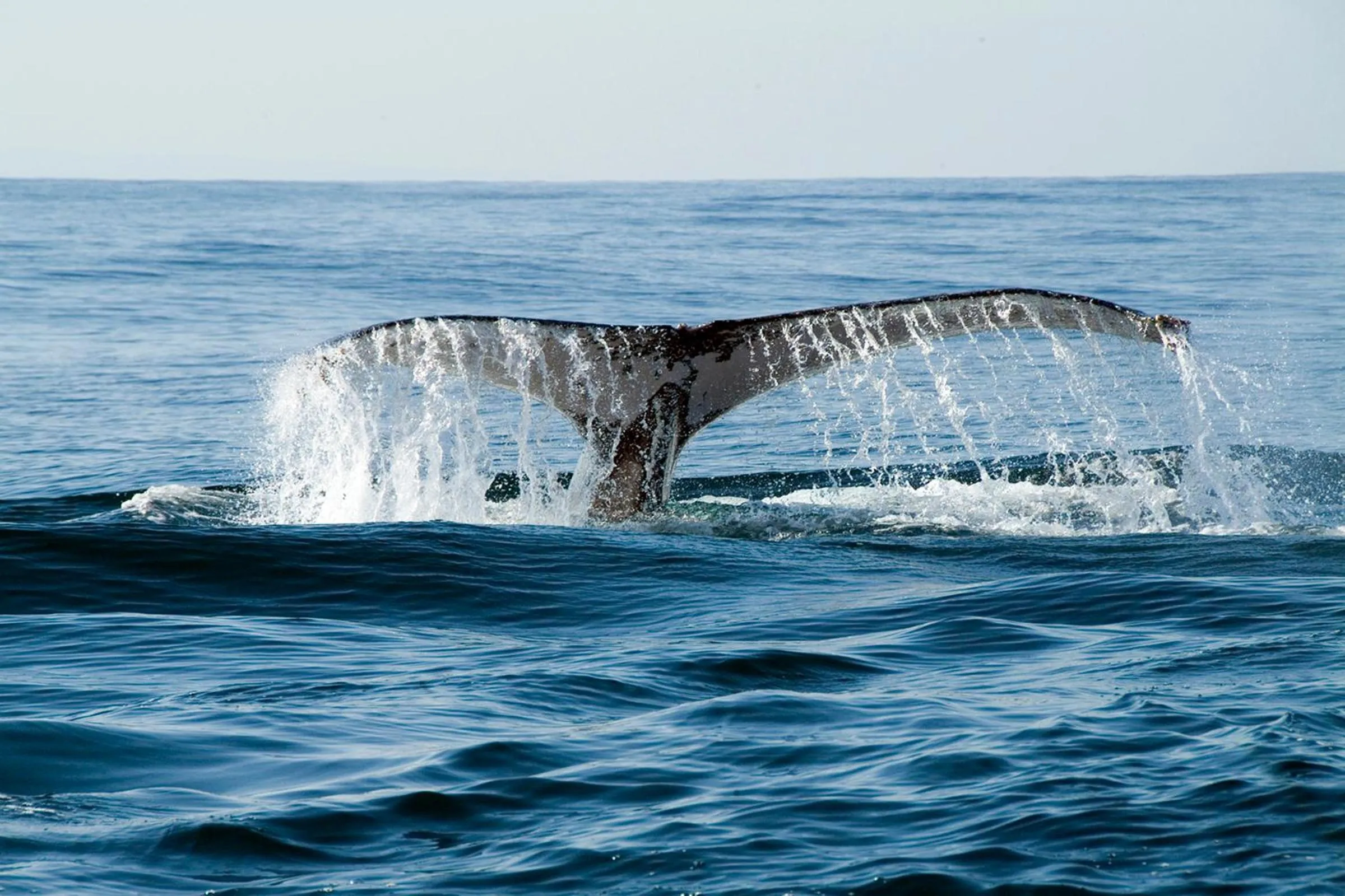 Animals in Mosaic Lagoon Lodge