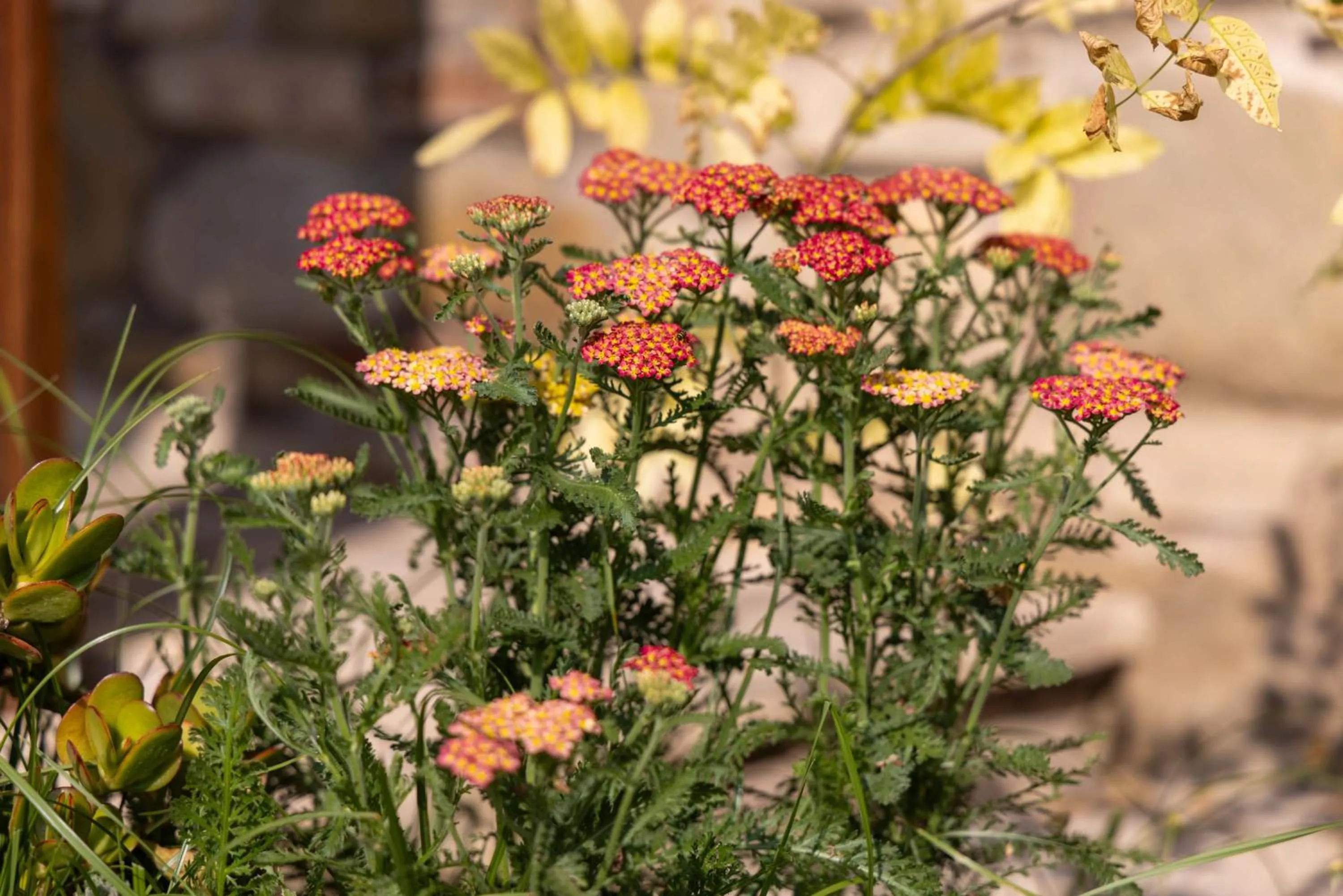 Garden in Agriturismo La Palazzetta di Assisi