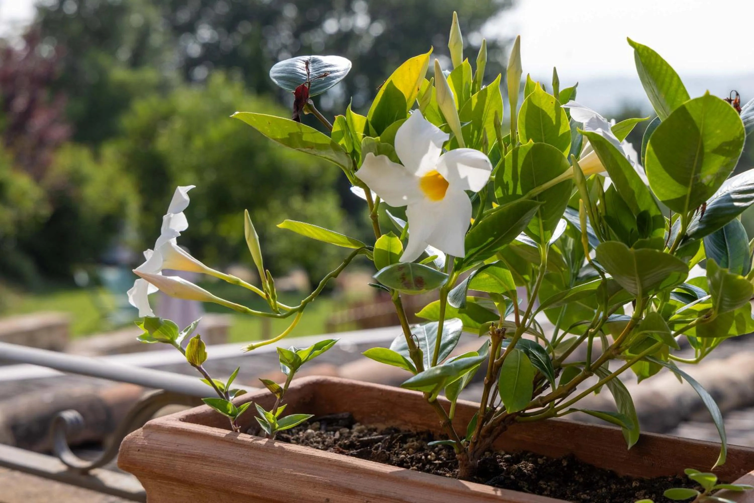 Garden in Agriturismo La Palazzetta di Assisi