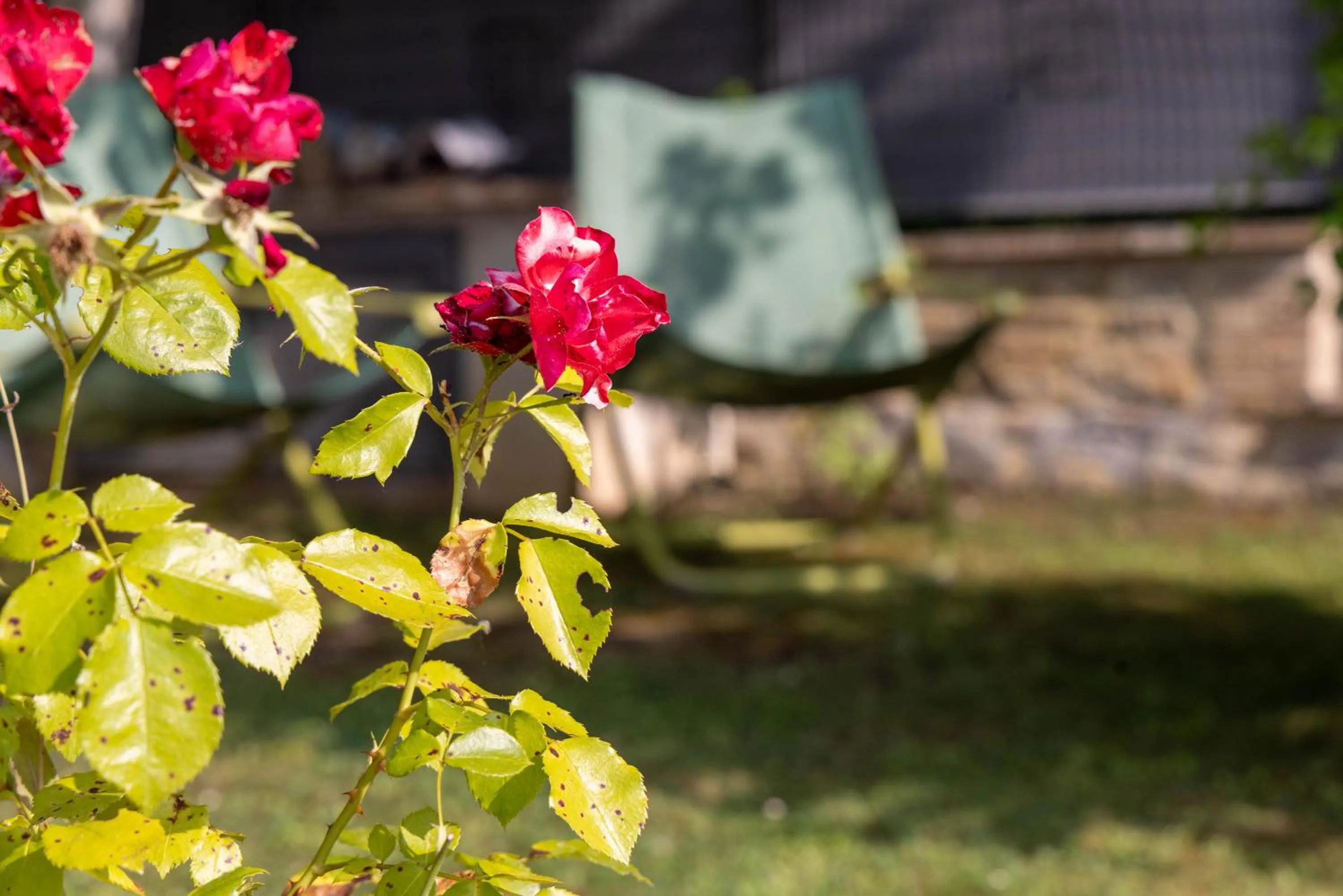 Garden in Agriturismo La Palazzetta di Assisi