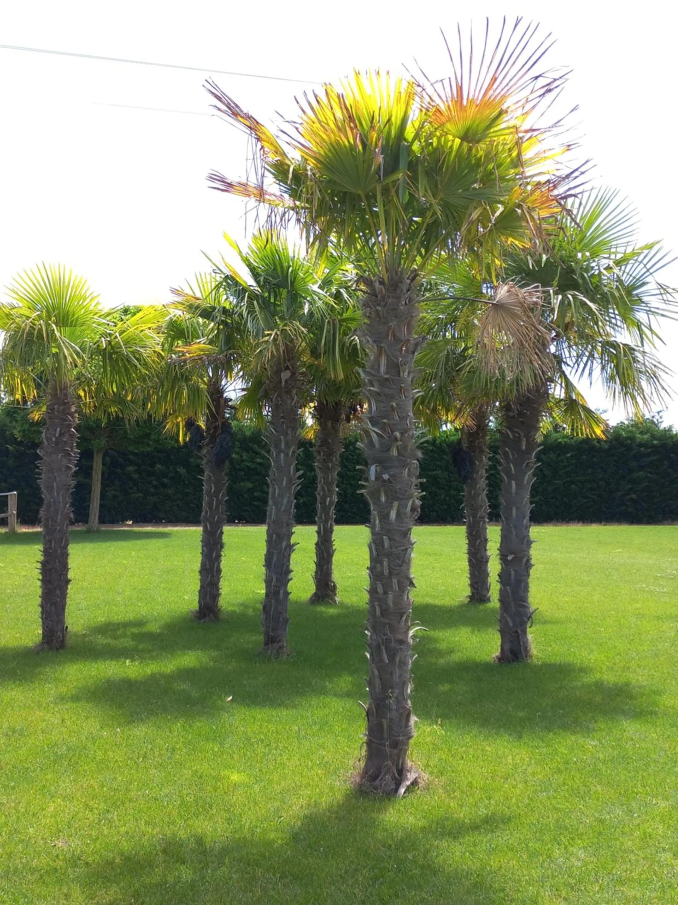 Garden in Natura Resorts