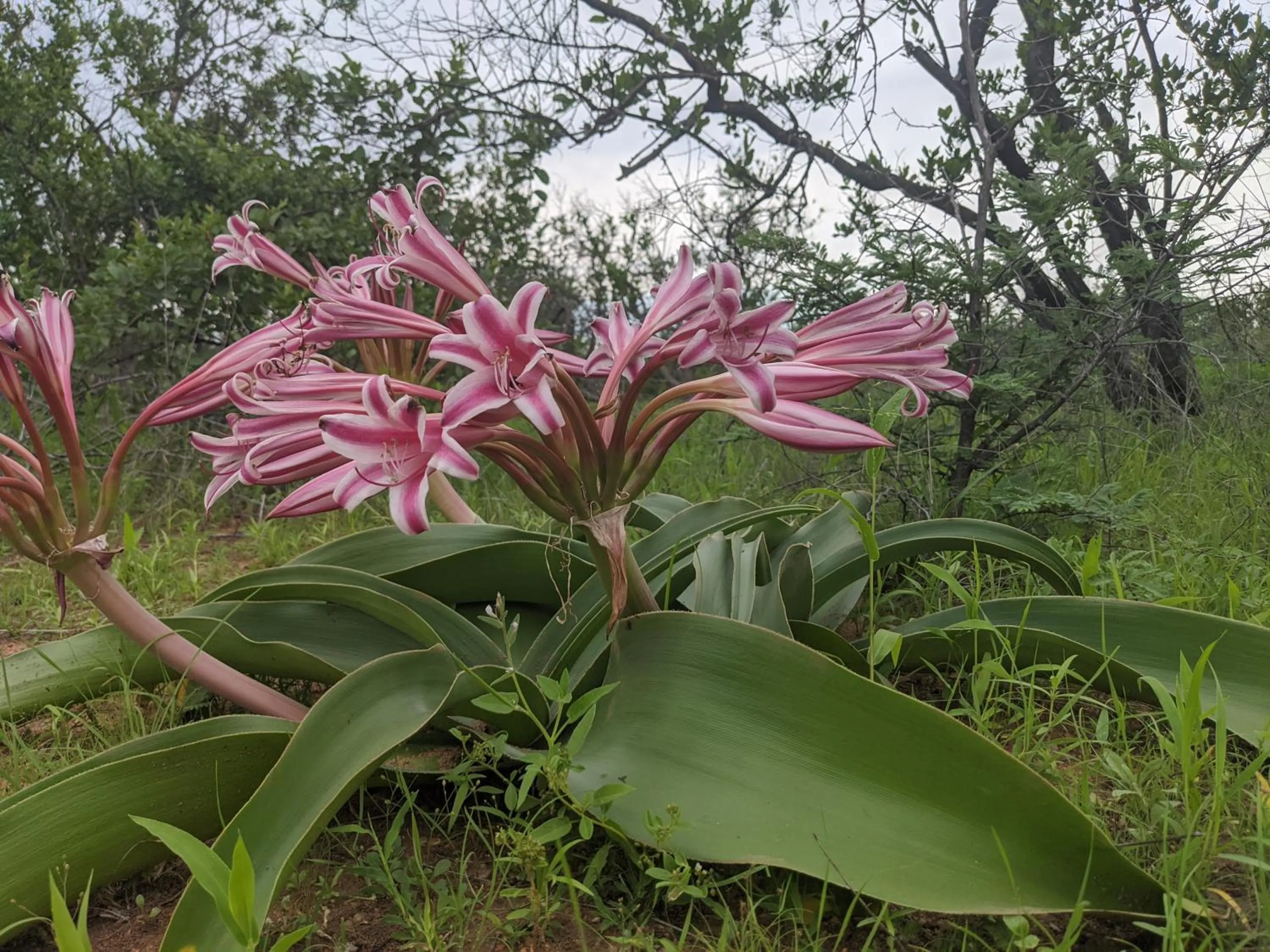 Spring in Tingala Lodge - Bed in the Bush