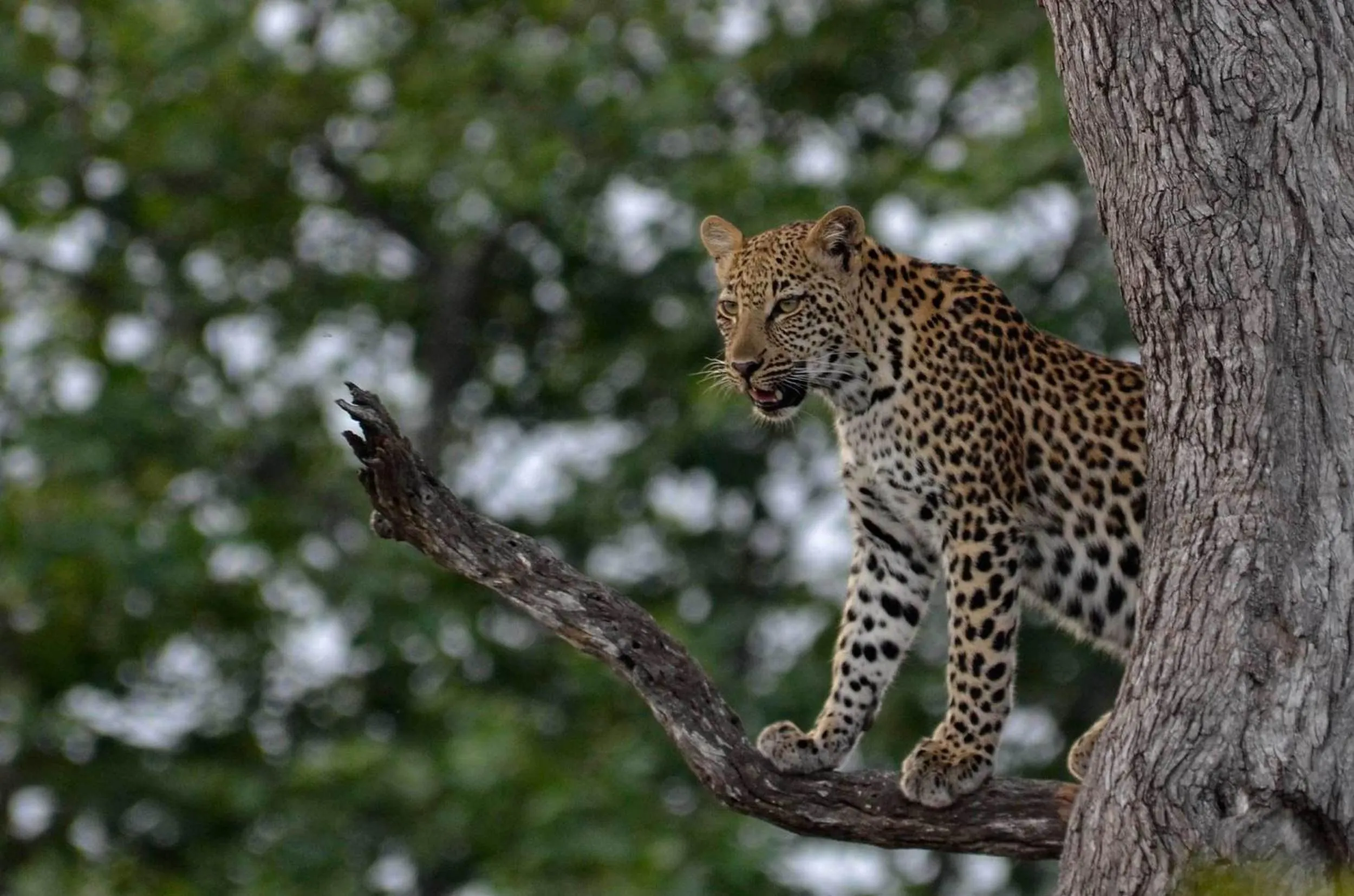 Animals in Tingala Lodge - Bed in the Bush