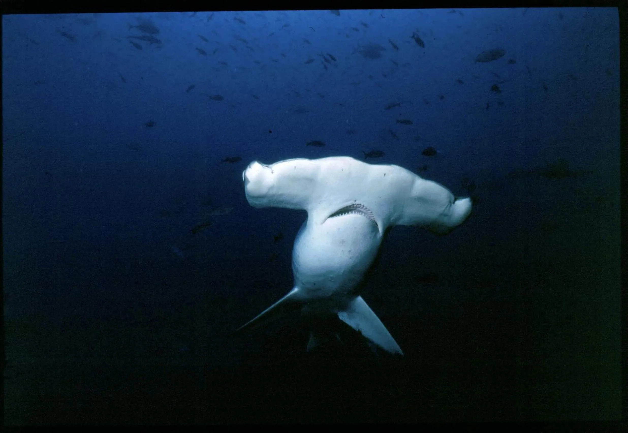 Galapagos Verde Azul