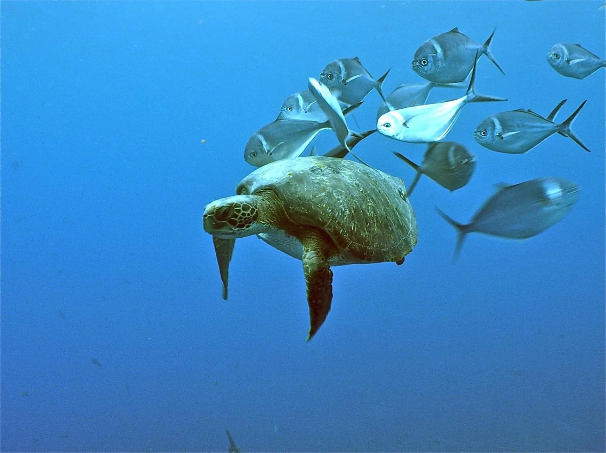 Snorkeling in Galapagos Verde Azul