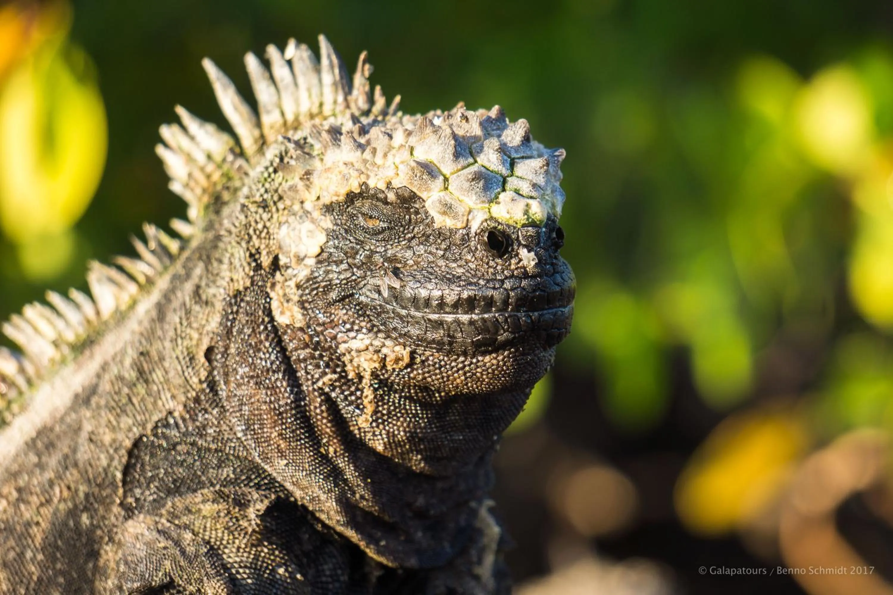Animals in Galapagos Verde Azul