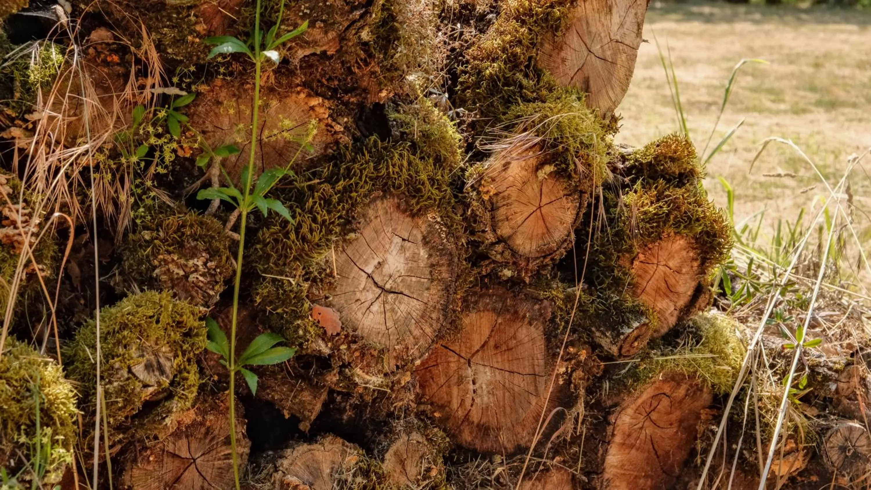 Property building in Le Bois d'Imbert - Memory Collection
