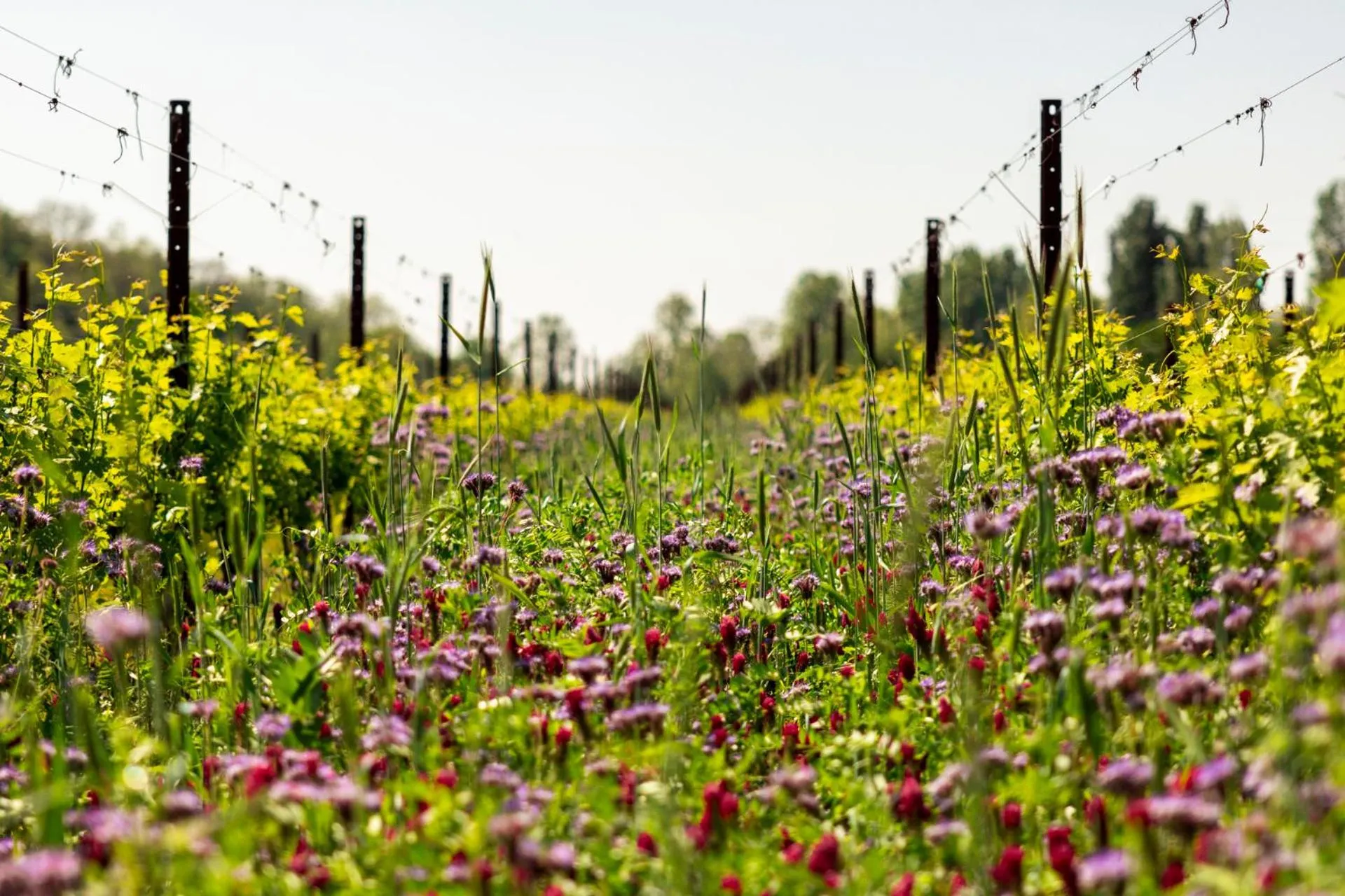 Activities in Musella Winery & Relais