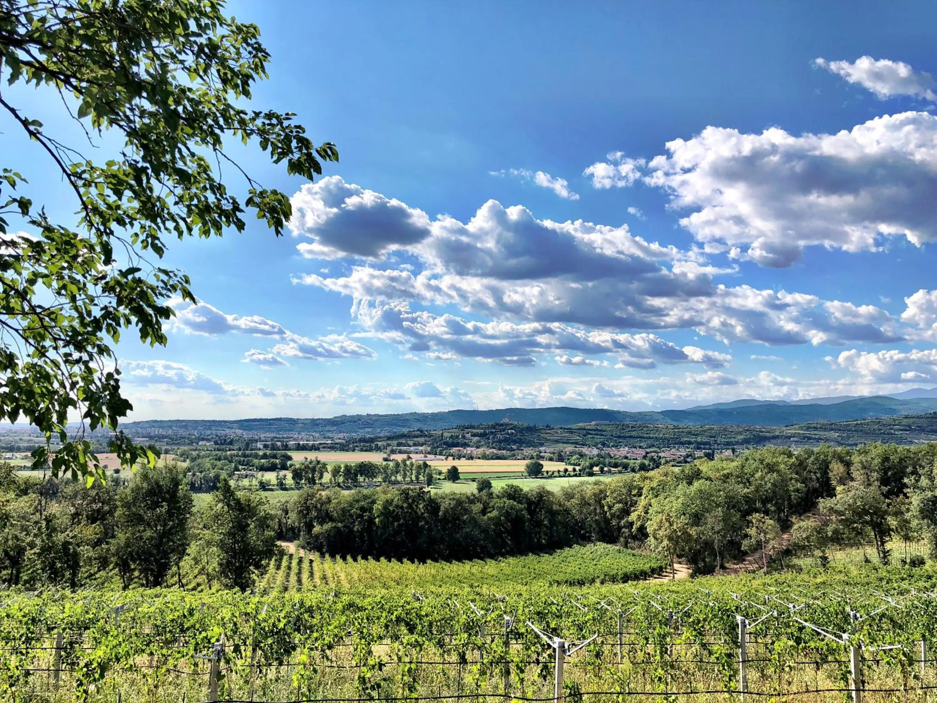 Neighbourhood in Musella Winery & Relais