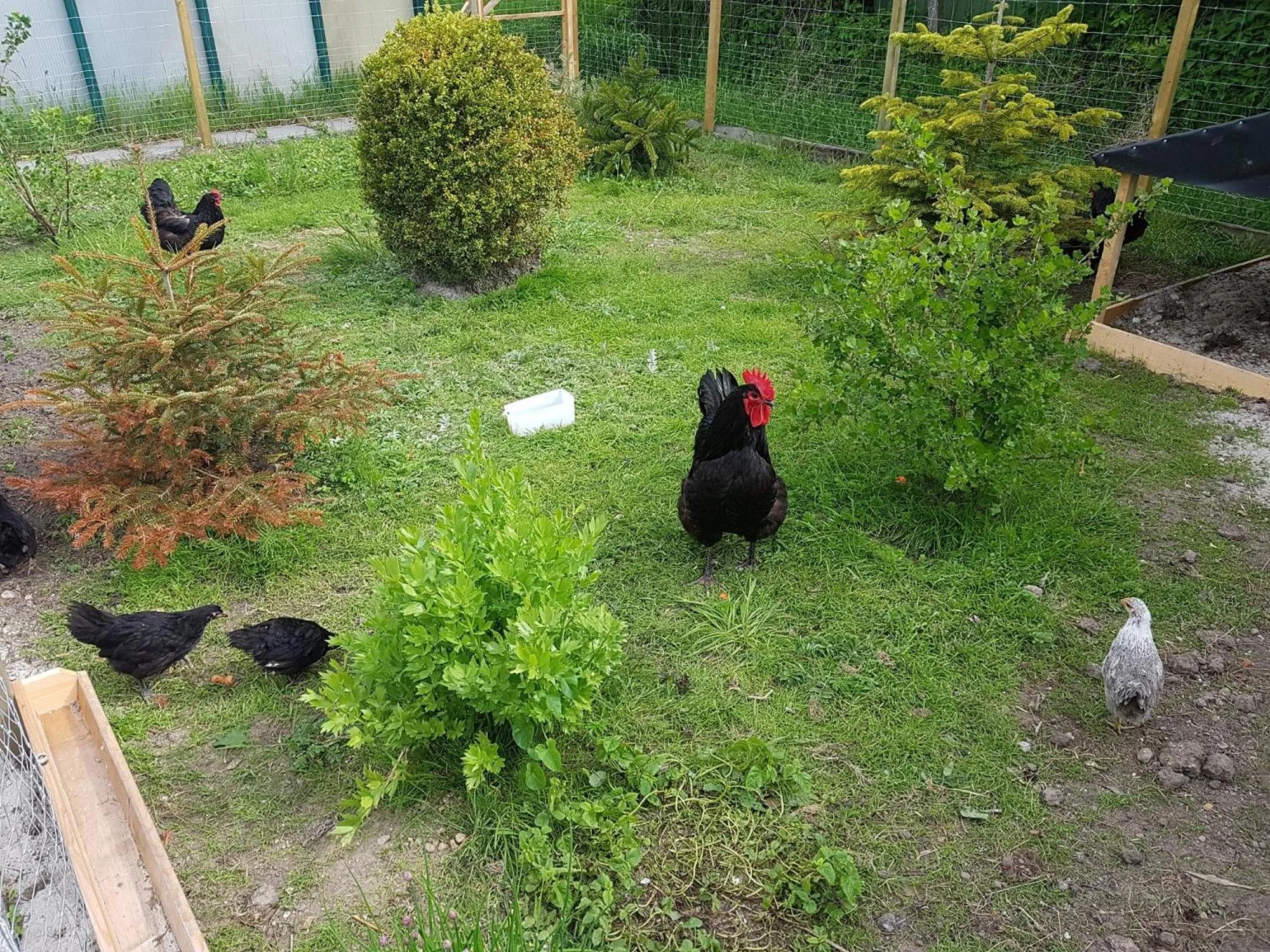 Pets in Hausnordlicht Dachspitze