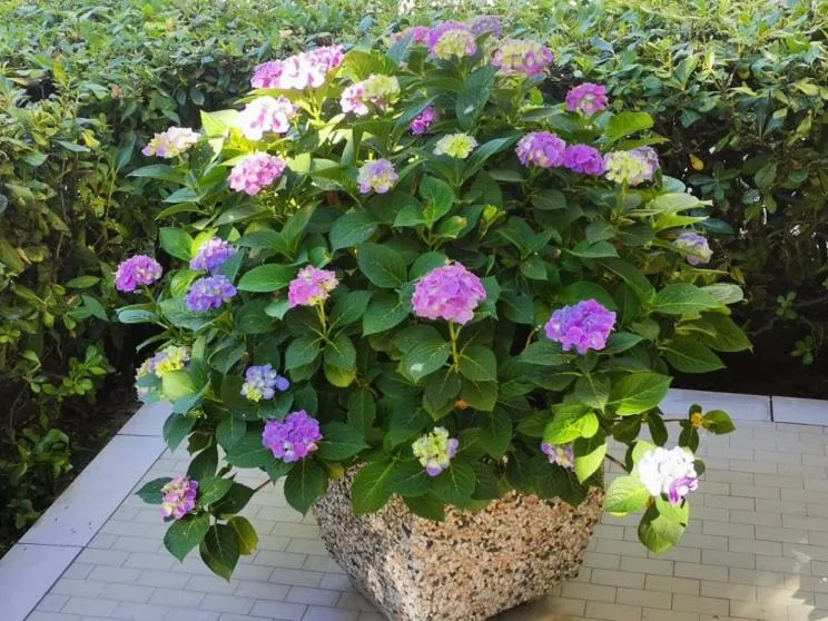 Hotel Cristoforo Colombo