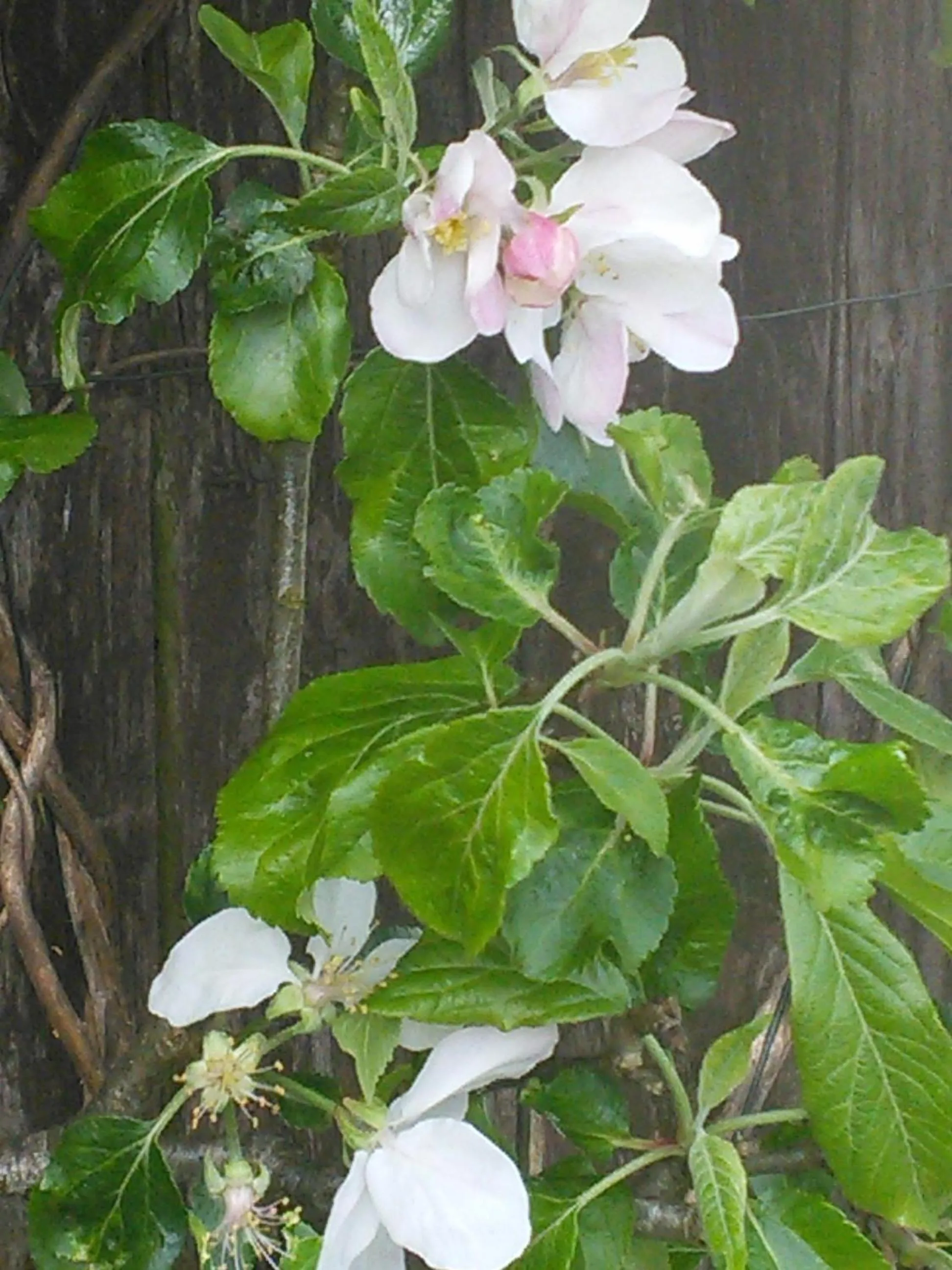 The Barn, Bellingham