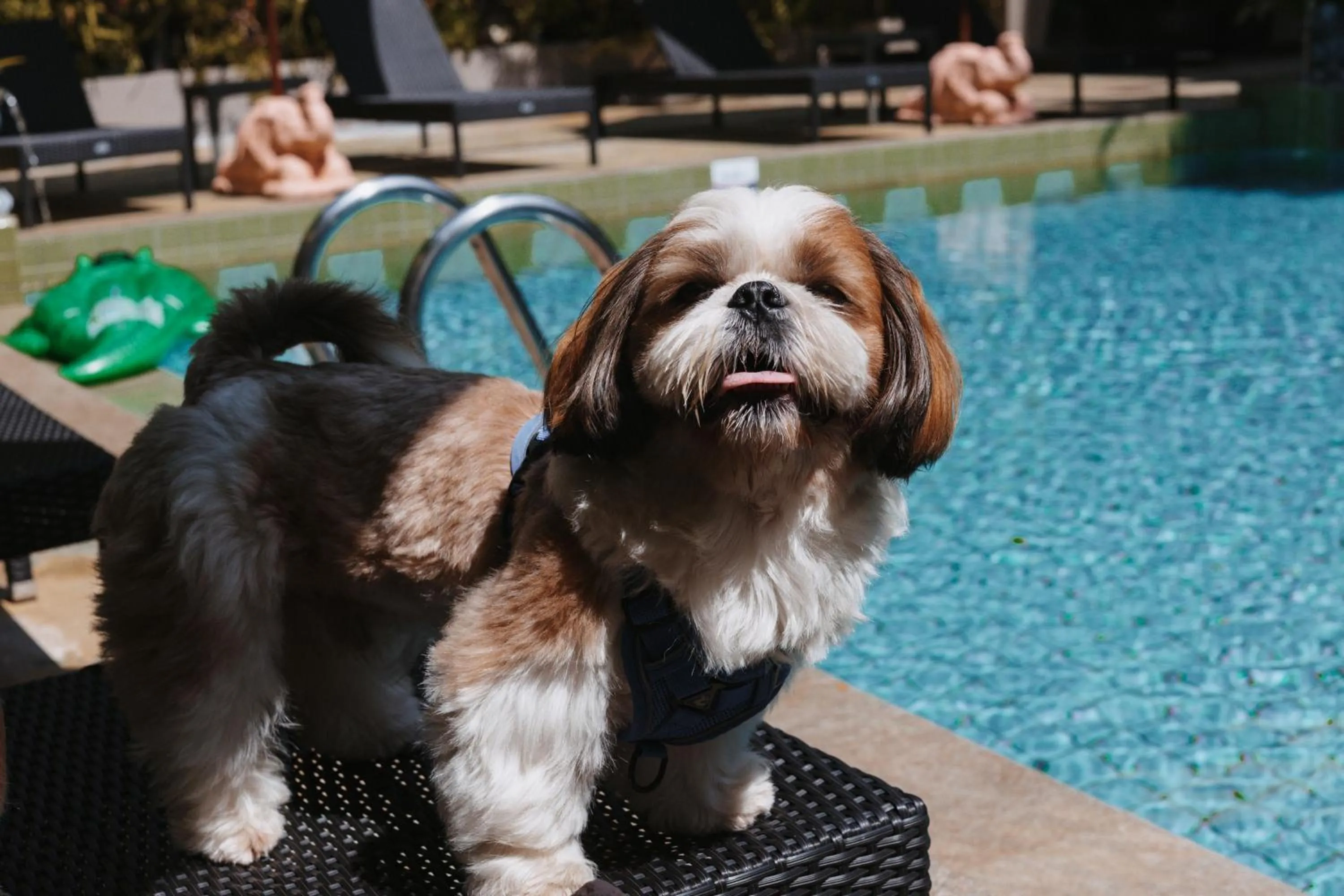 Pets in CC's Hideaway Kata - SHA Plus