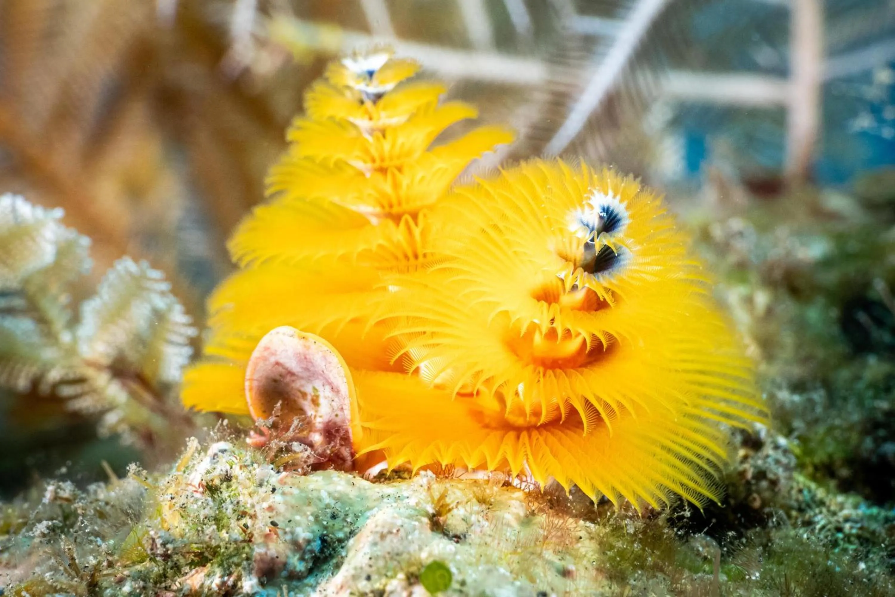 Diving in Tauch Terminal Resort Tulamben & Spa