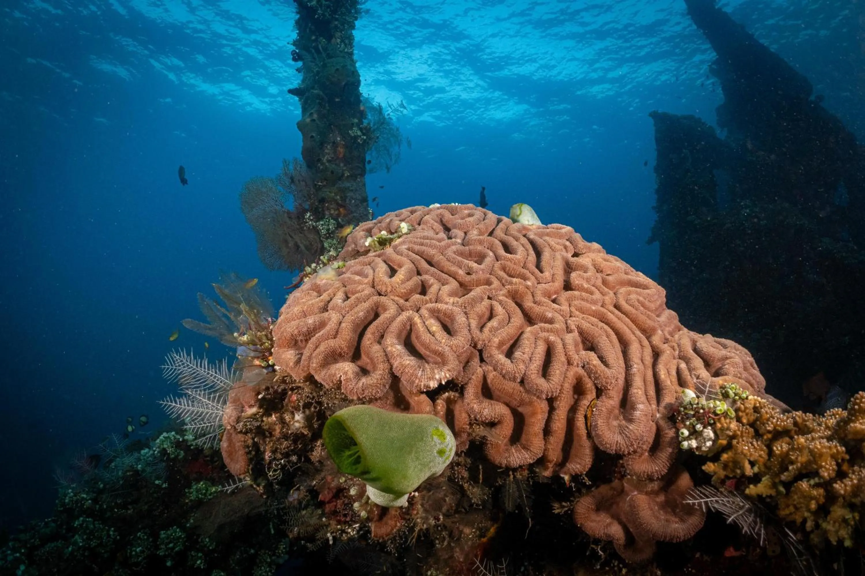 Diving in Tauch Terminal Resort Tulamben & Spa