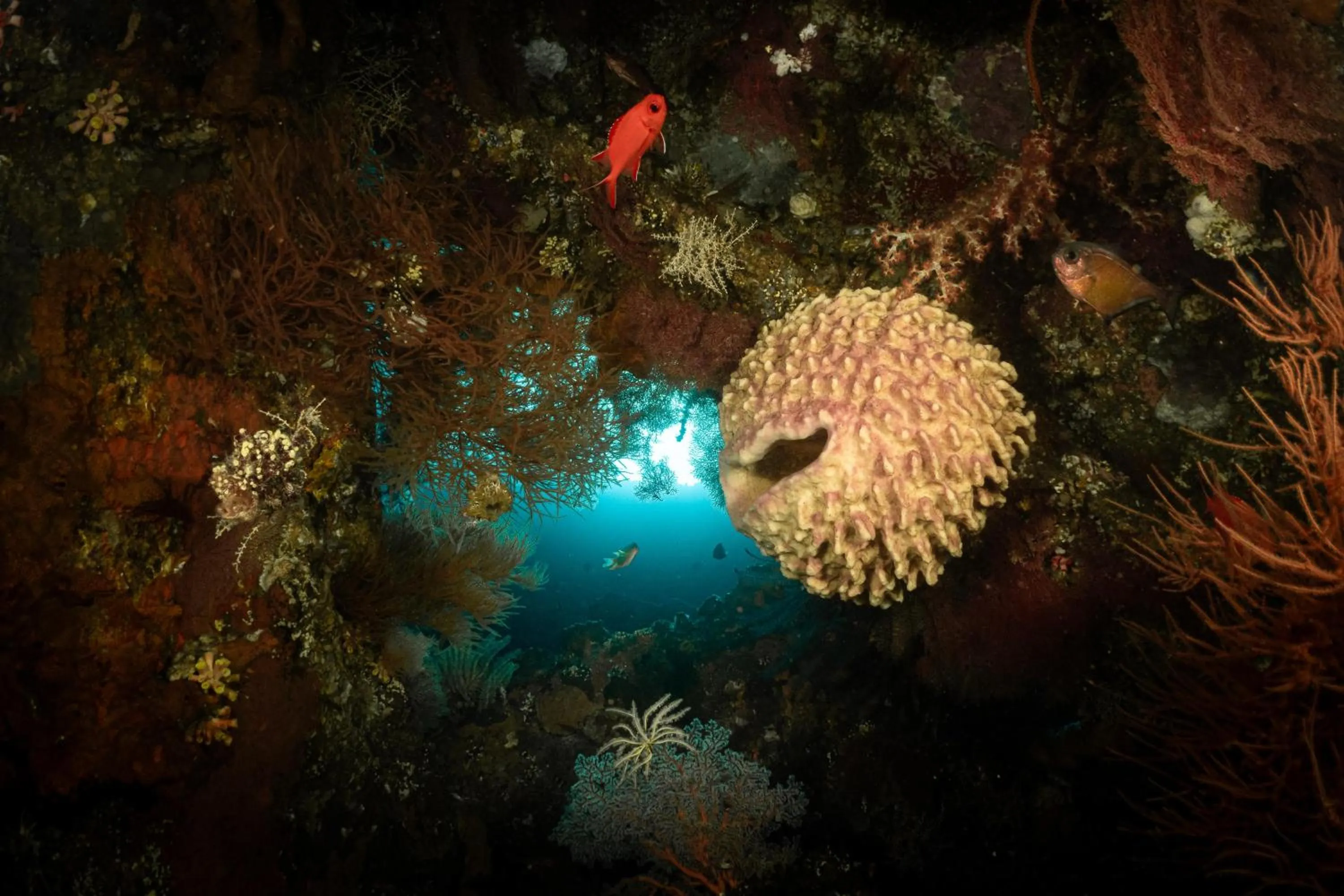 Diving in Tauch Terminal Resort Tulamben & Spa