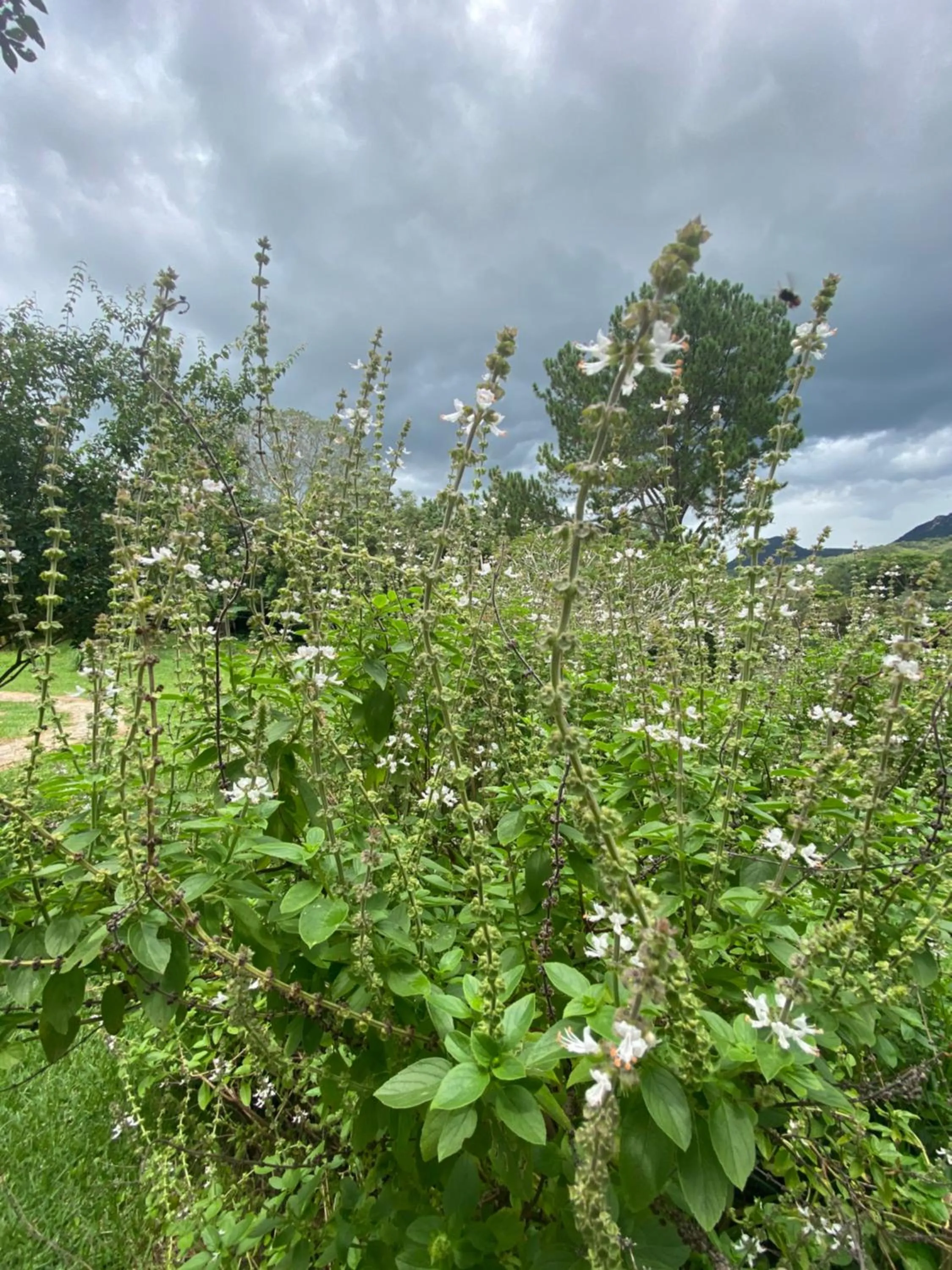 Spring in Segredo da Serra Guest House