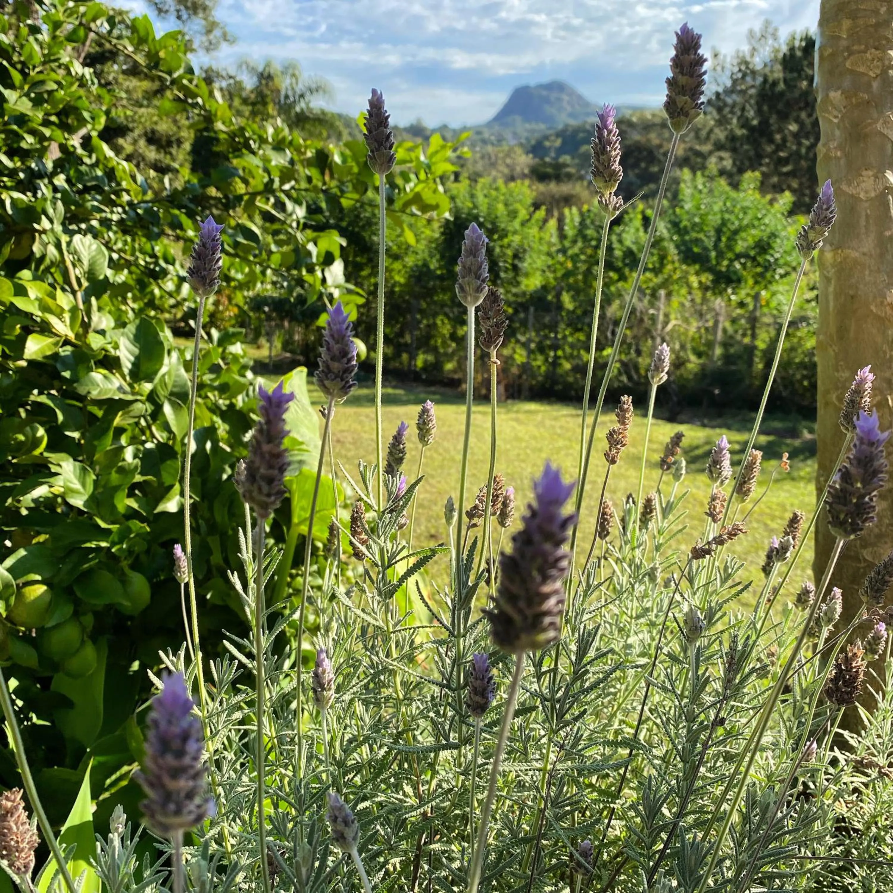 Spring in Segredo da Serra Guest House