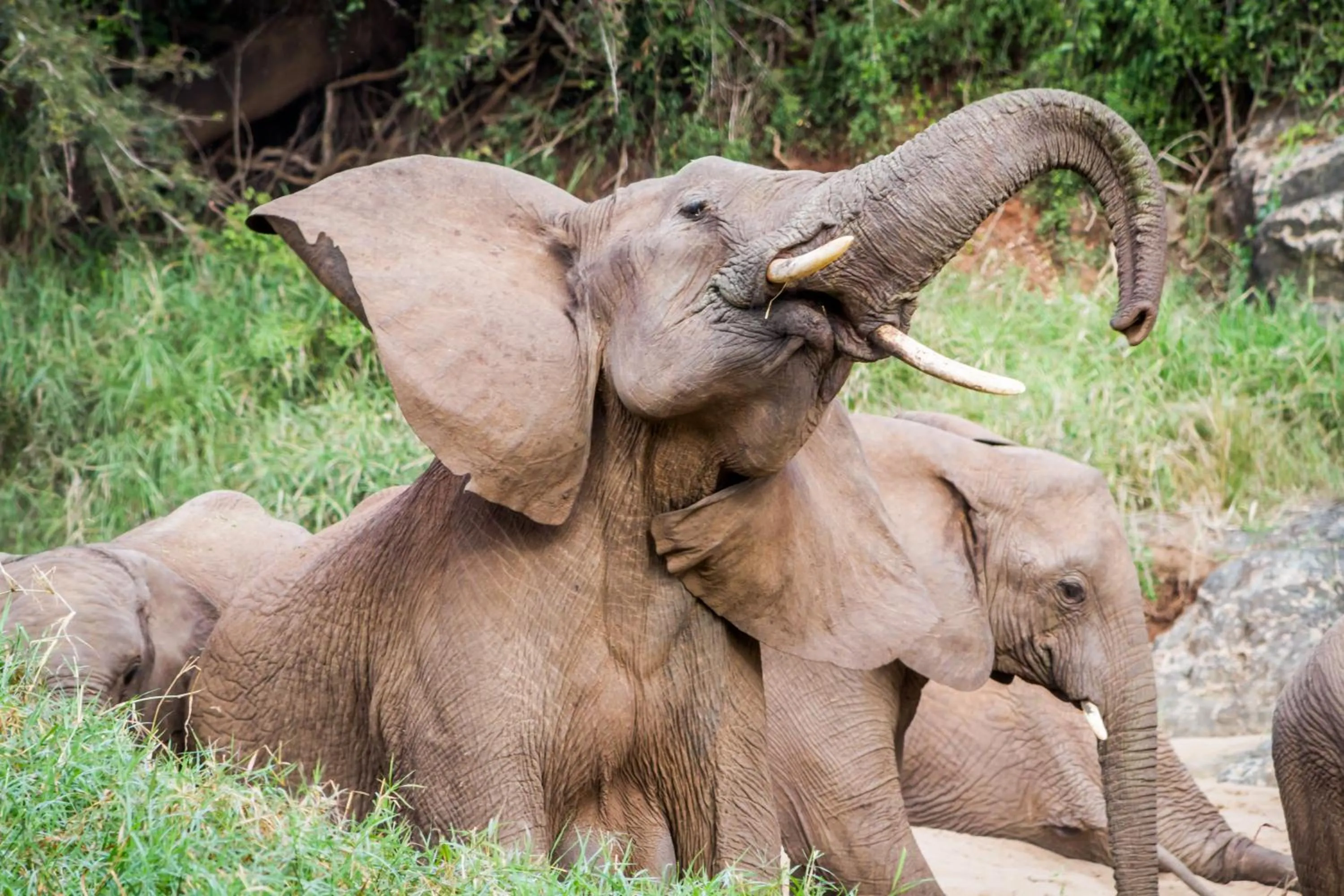 Animals in Leopard Mountain Safari Lodge
