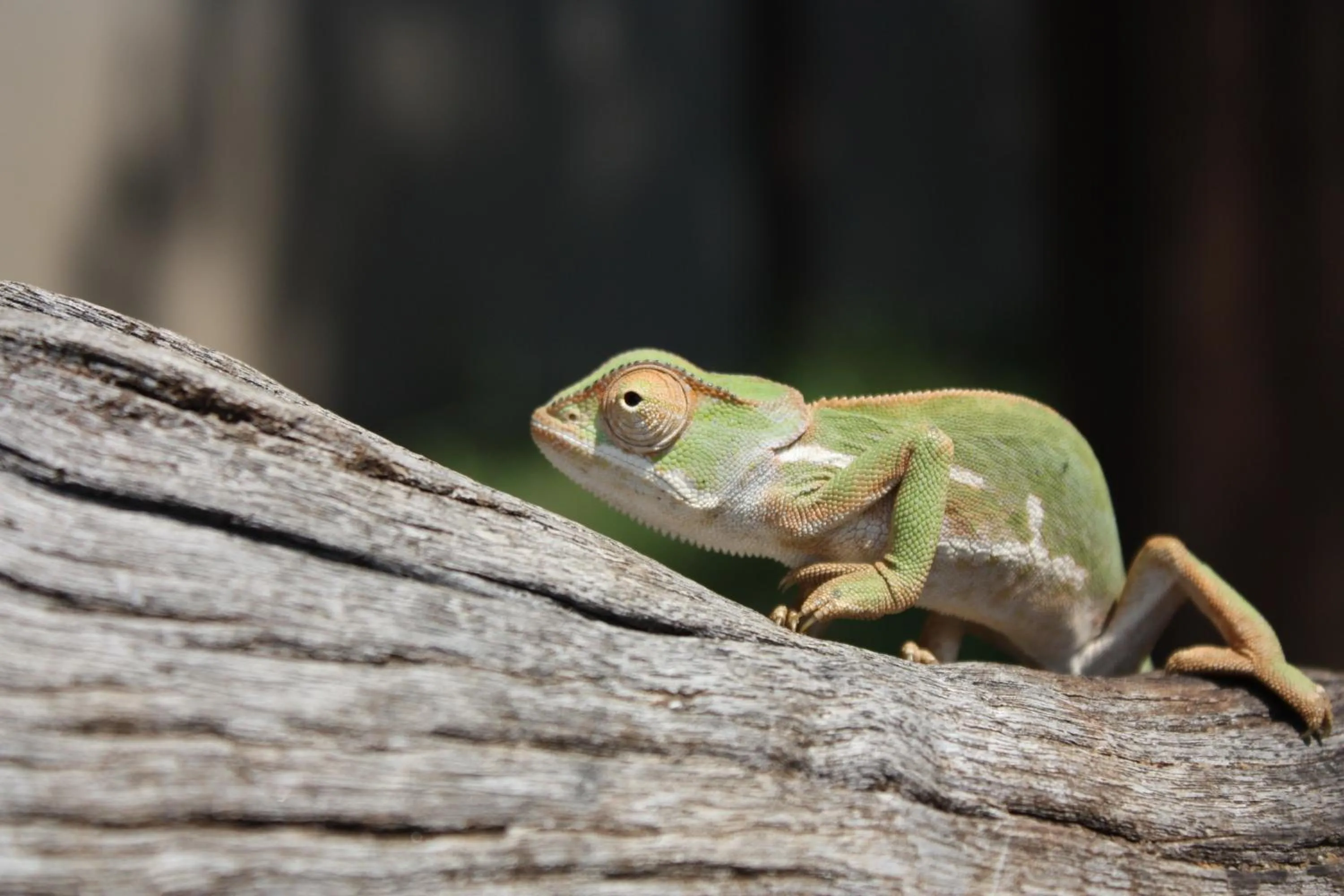Animals in Leopard Mountain Safari Lodge