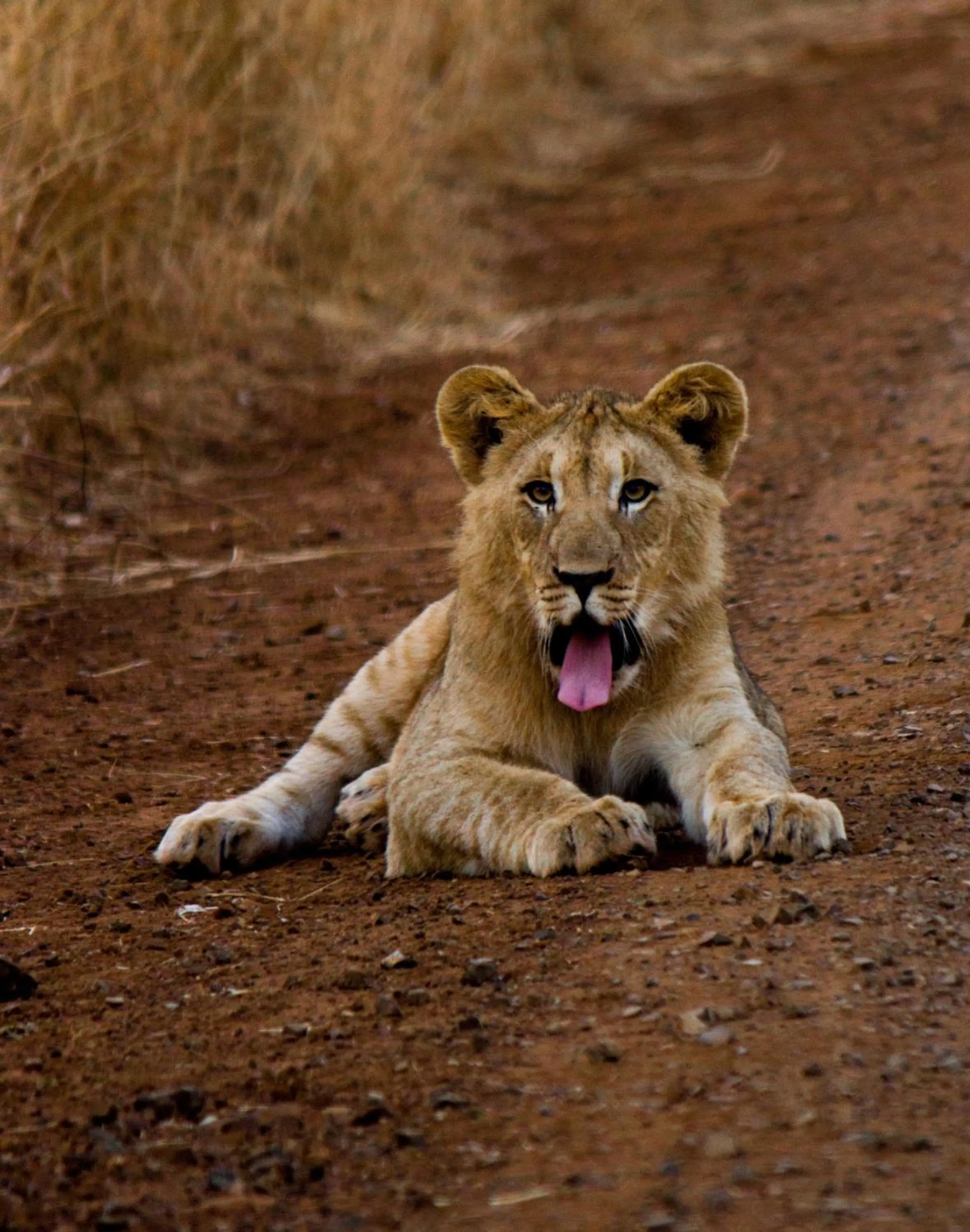 Animals in Leopard Mountain Safari Lodge