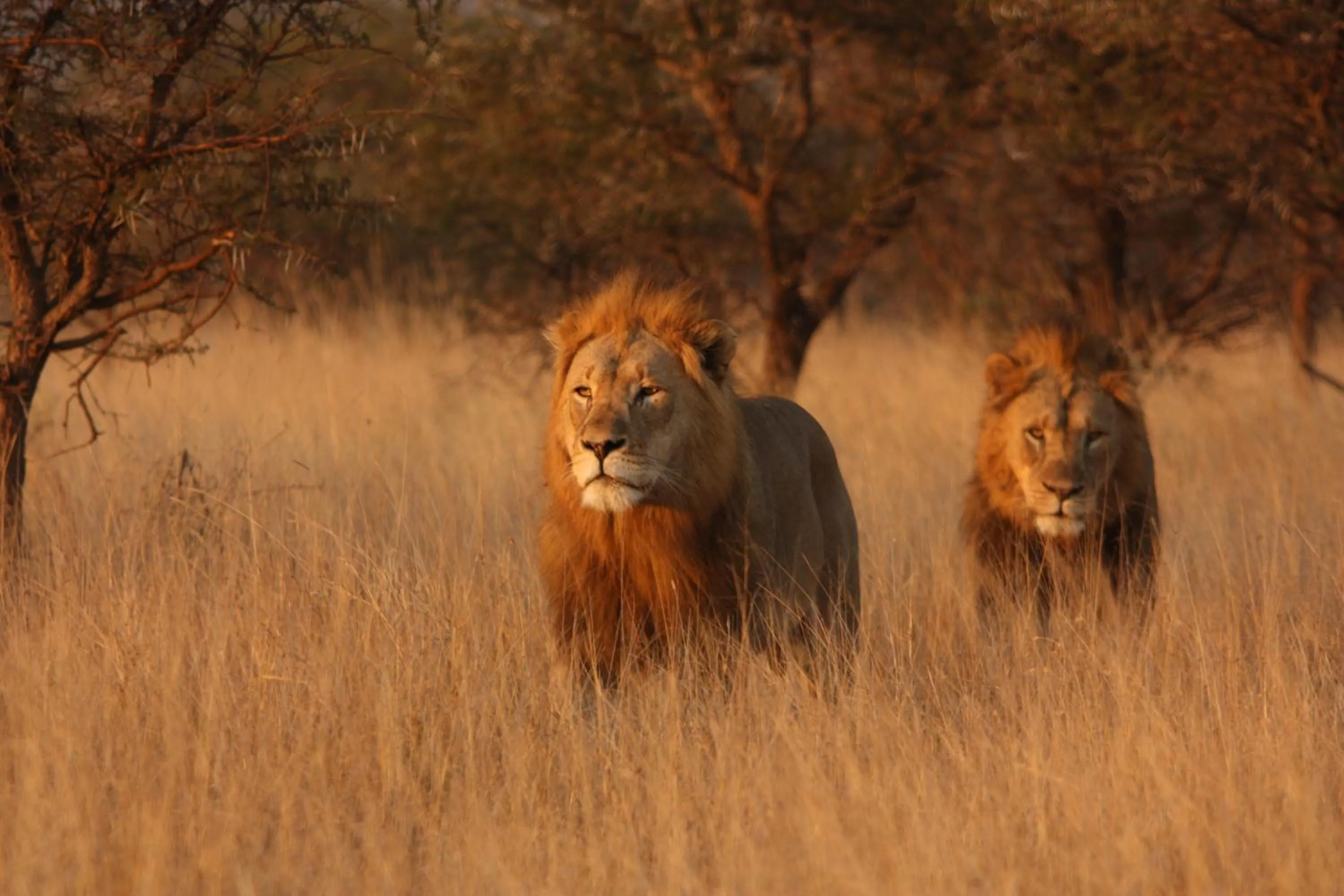 Animals in Leopard Mountain Safari Lodge