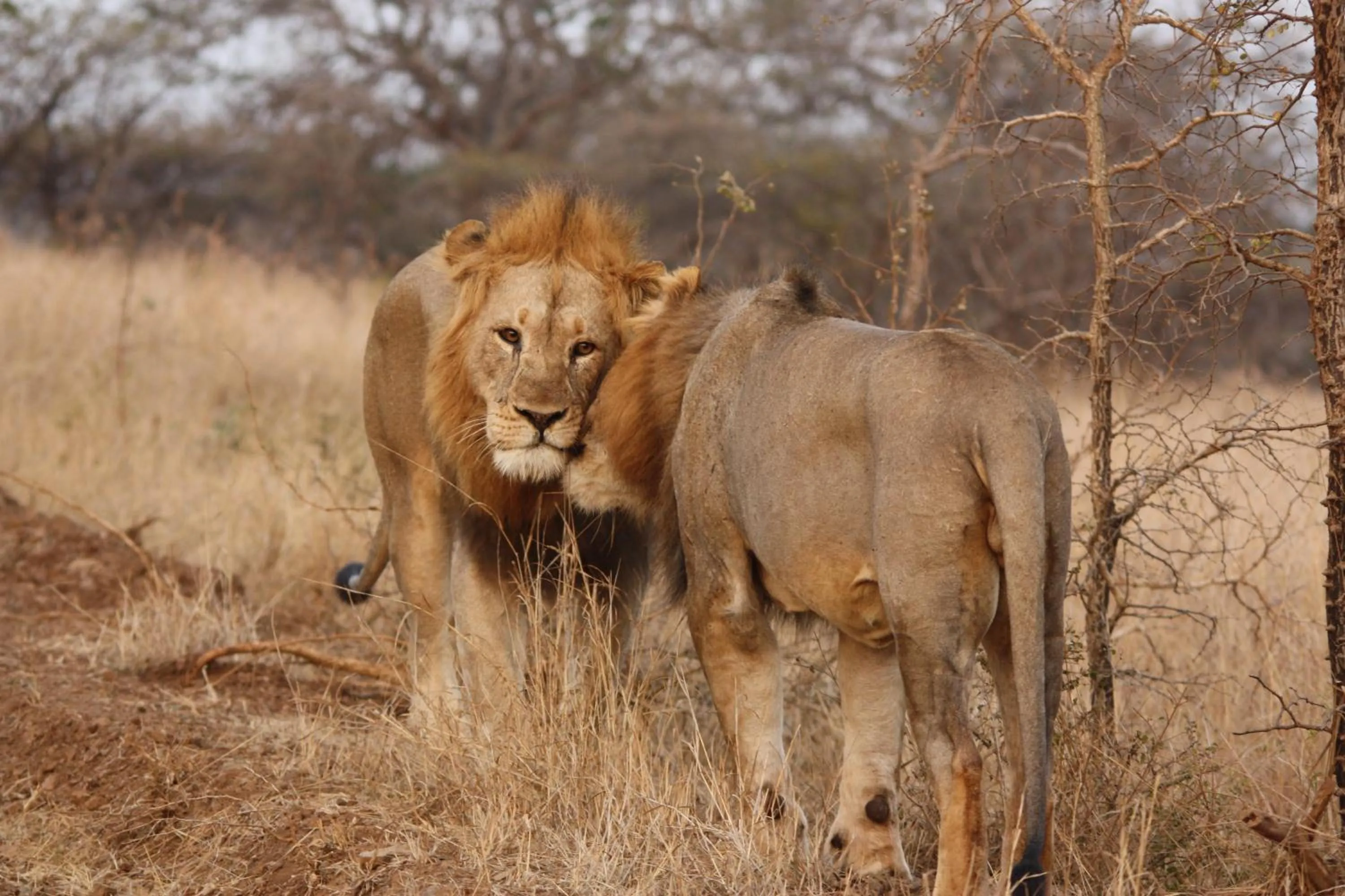 Animals in Leopard Mountain Safari Lodge