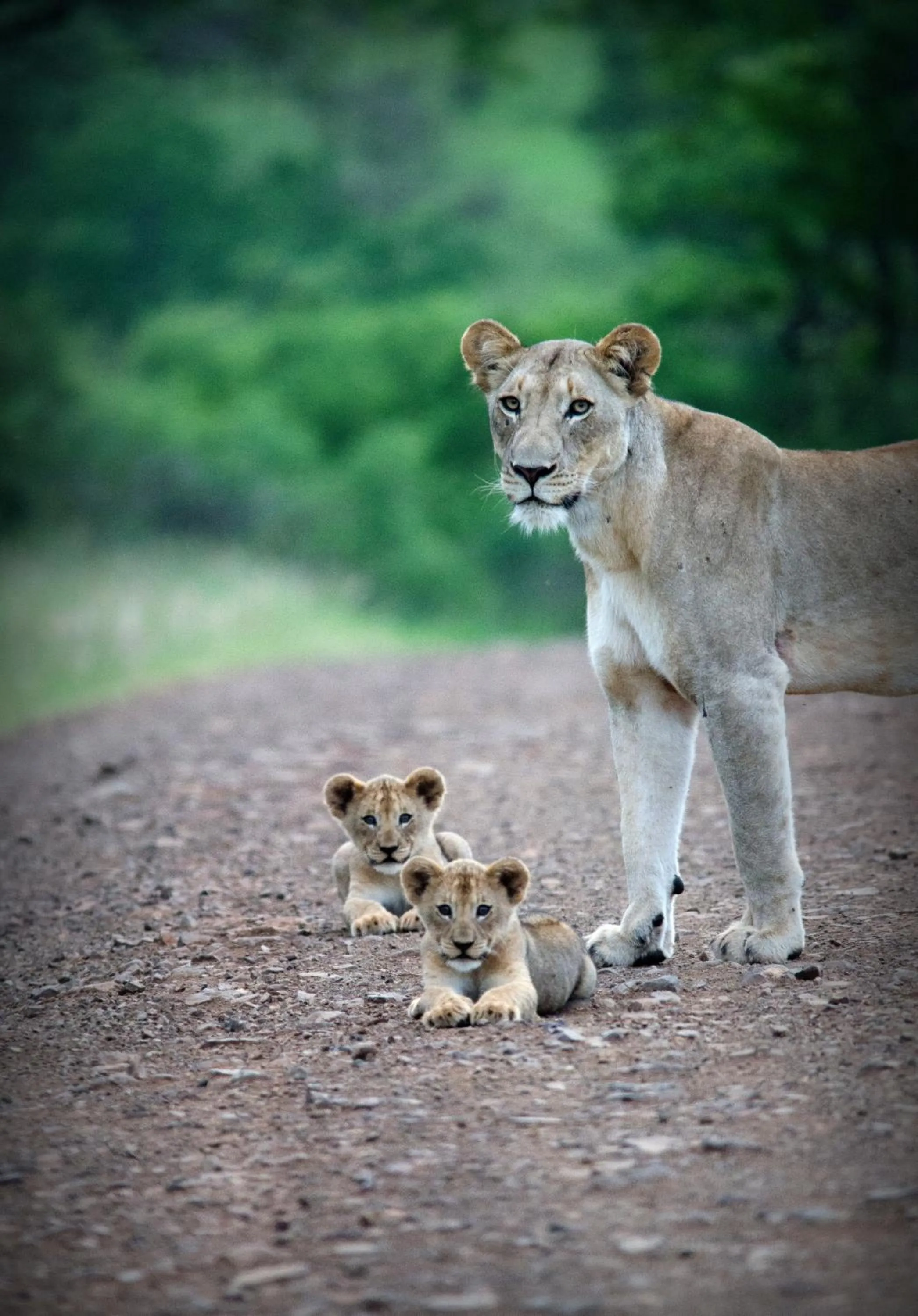 Animals in Leopard Mountain Safari Lodge