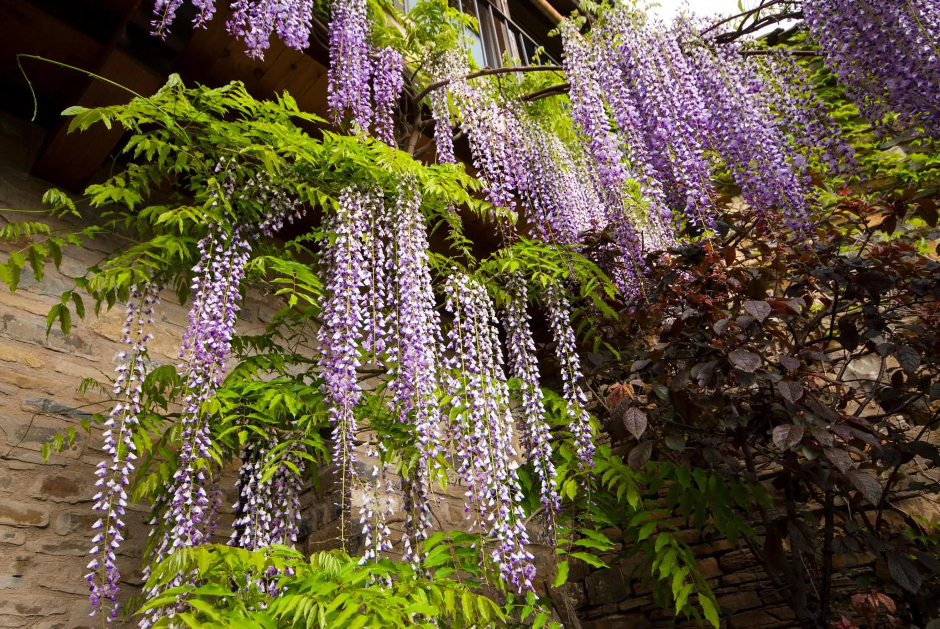 Garden in O Chardinet d'a Formiga