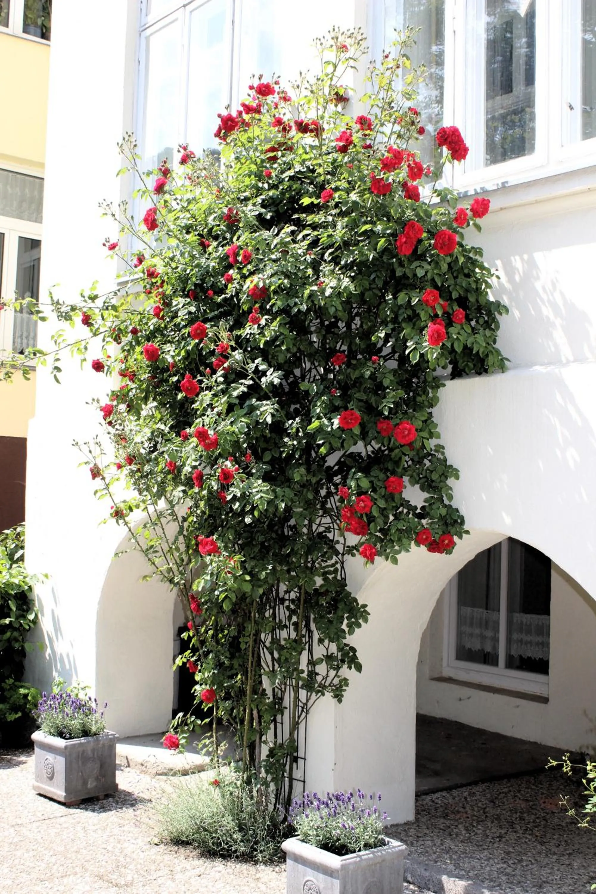 Garden in The Avalon Hotel - Altstadt Schwerin