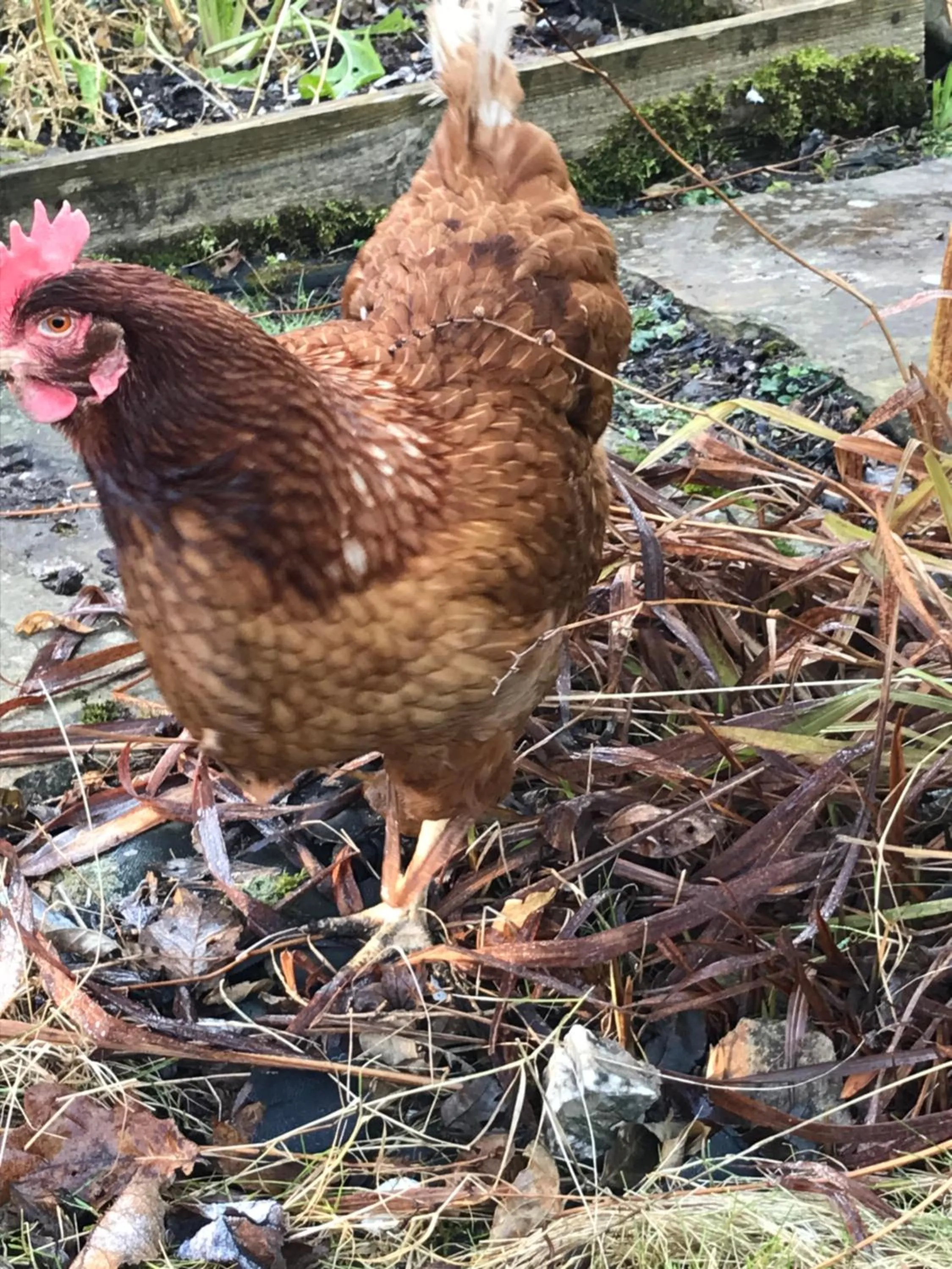 Animals in Nant Gloyw Oswestry