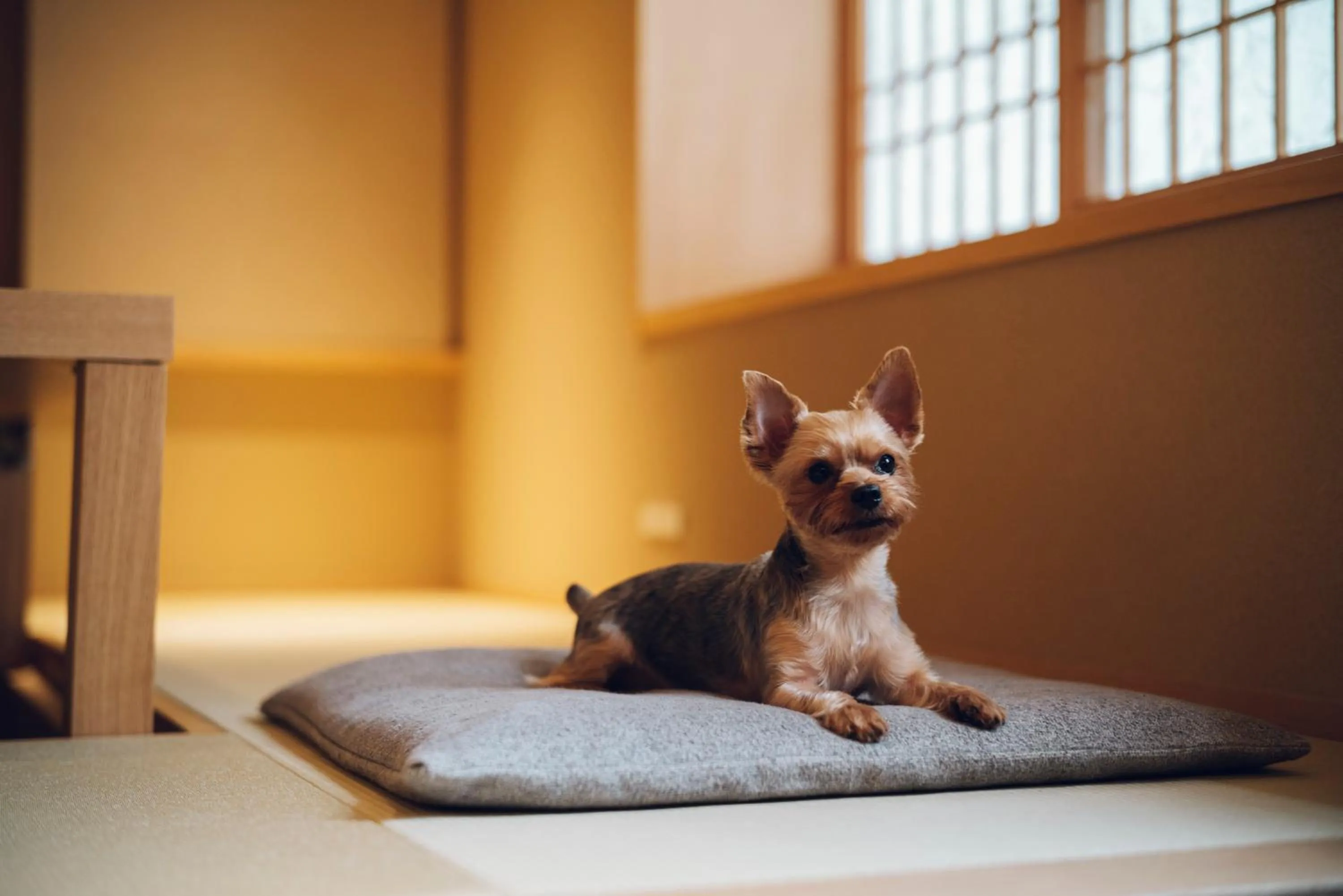 Pets in Yuhi House Kyoto Dog Friendly