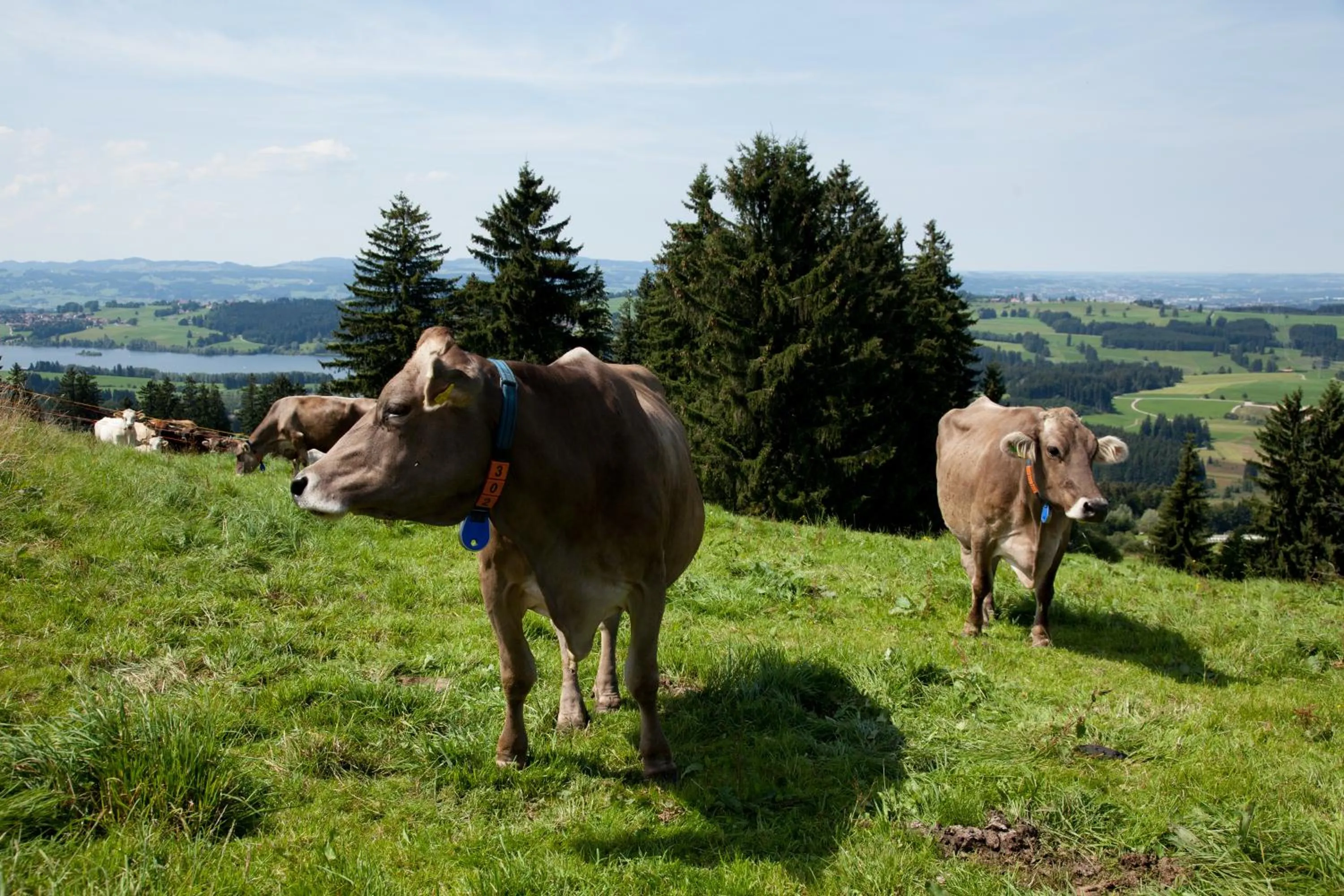 Animals in Hotel Gasthof Rose