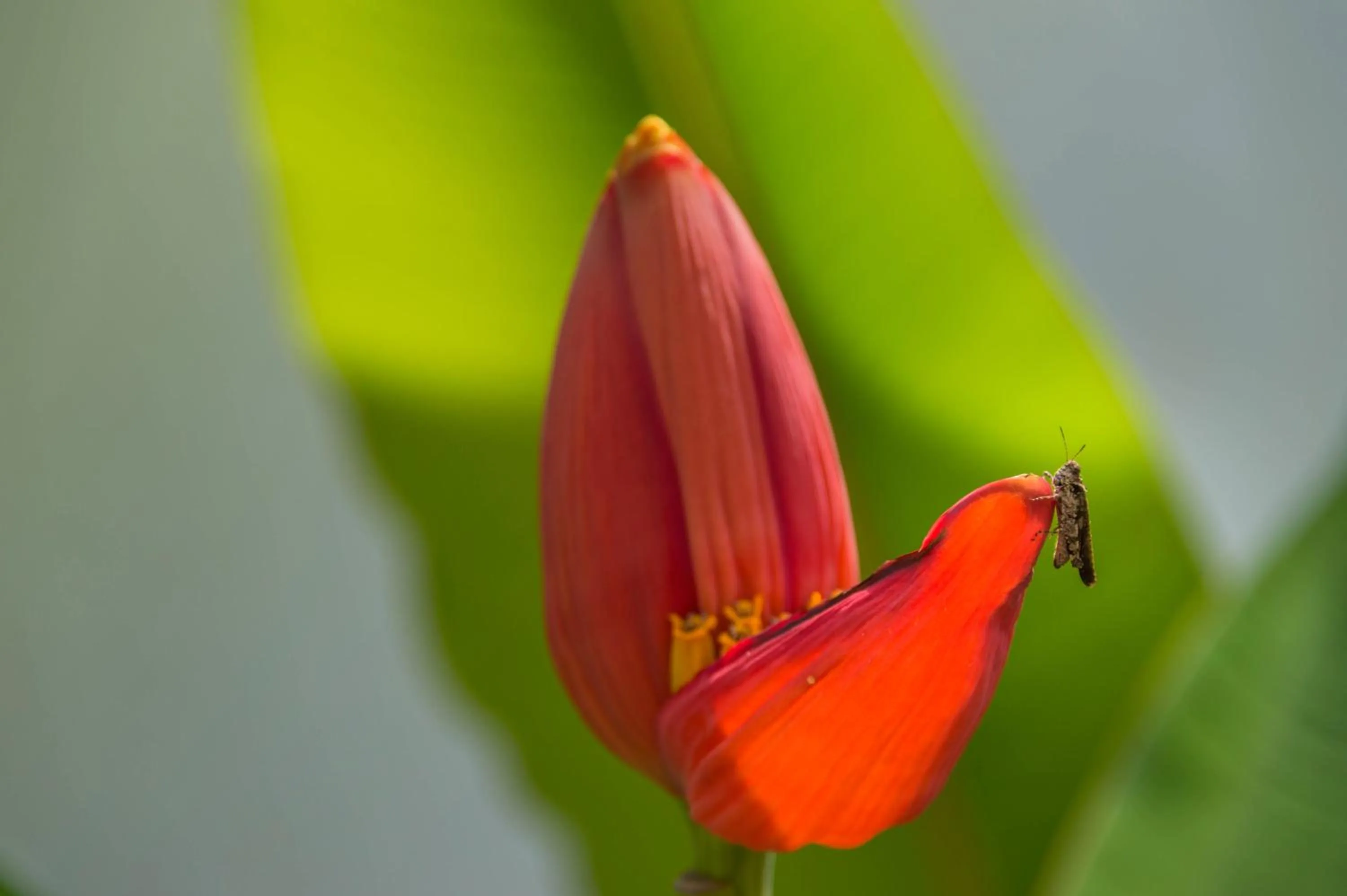 Garden, Other Animals in Amadha Villas Retreat 