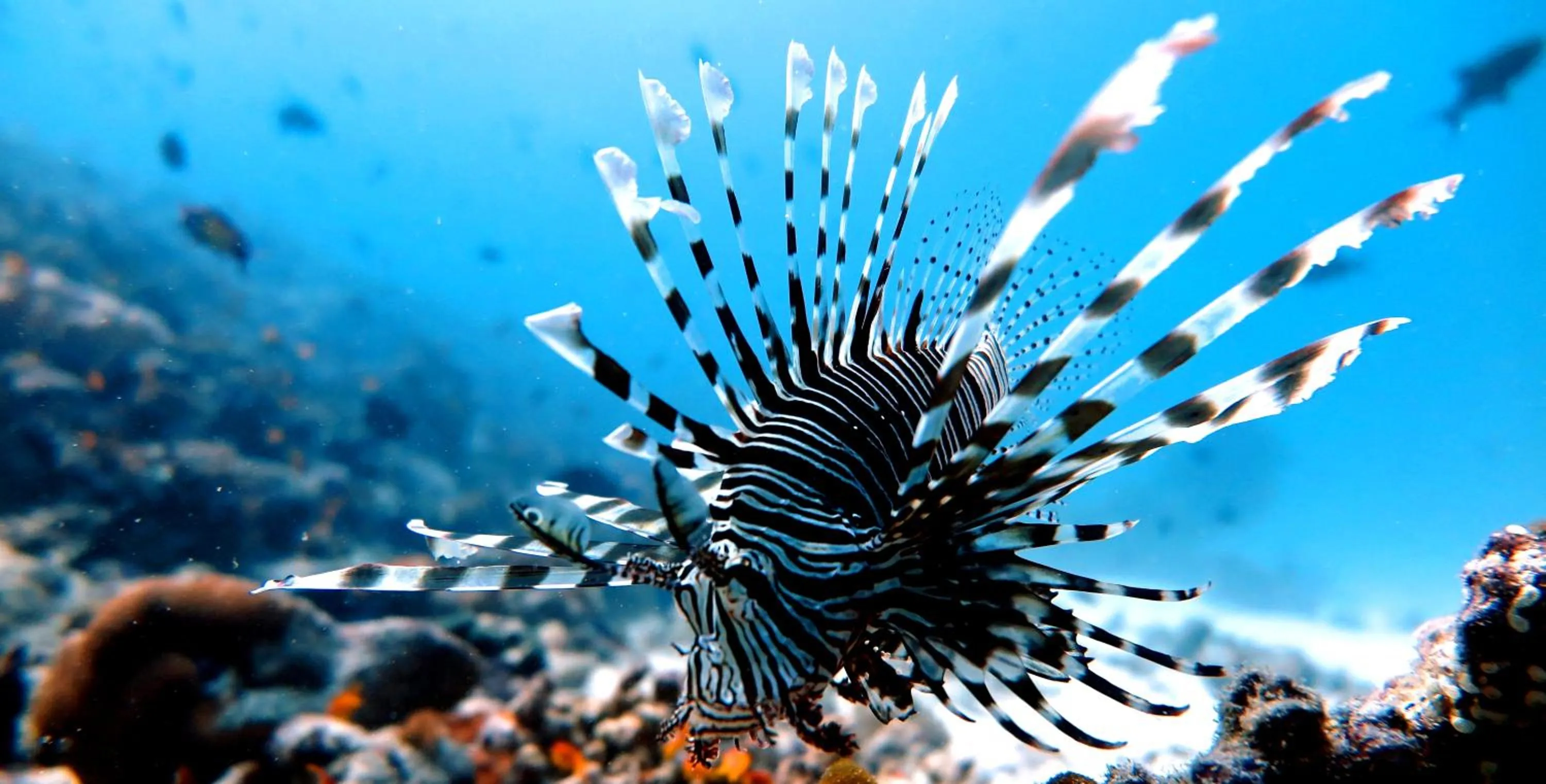 Snorkeling in Beach Cottage