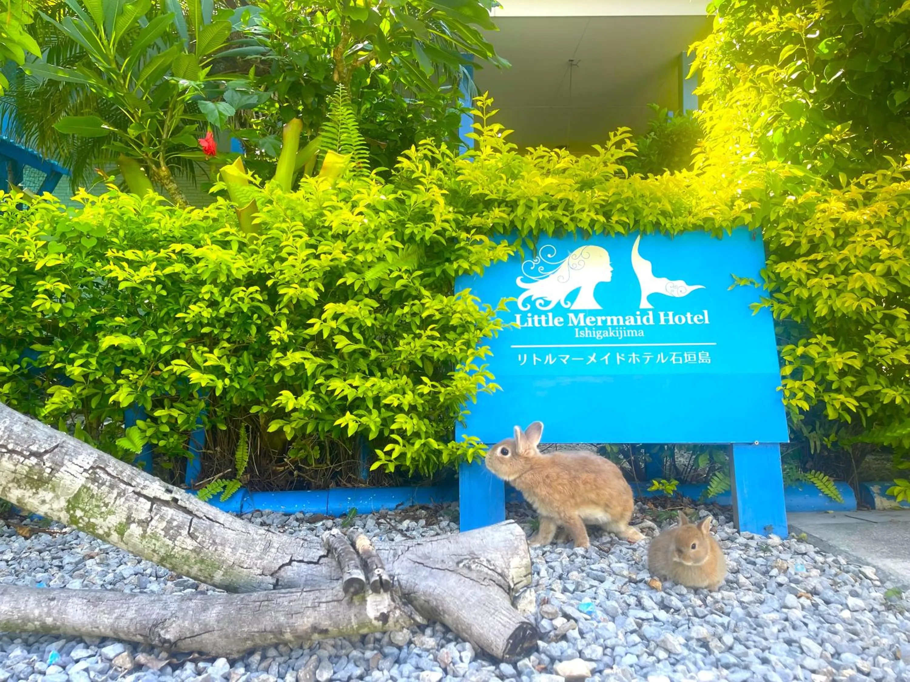 Little Mermaid Hotel Ishigakijima