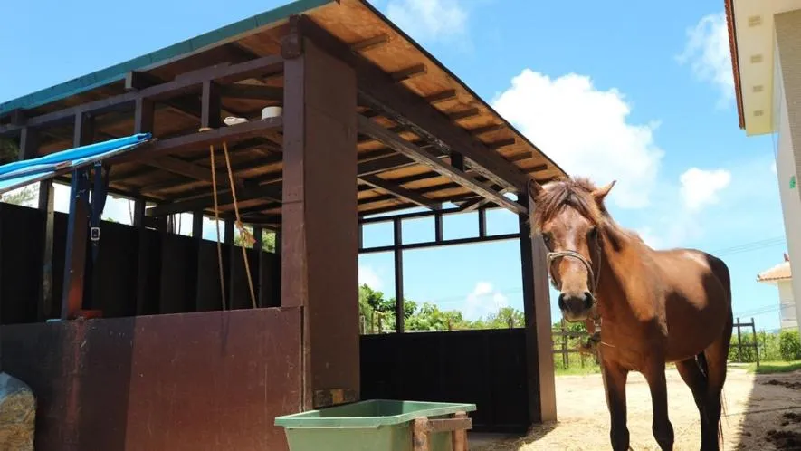 Animals in Little Mermaid Hotel Ishigakijima