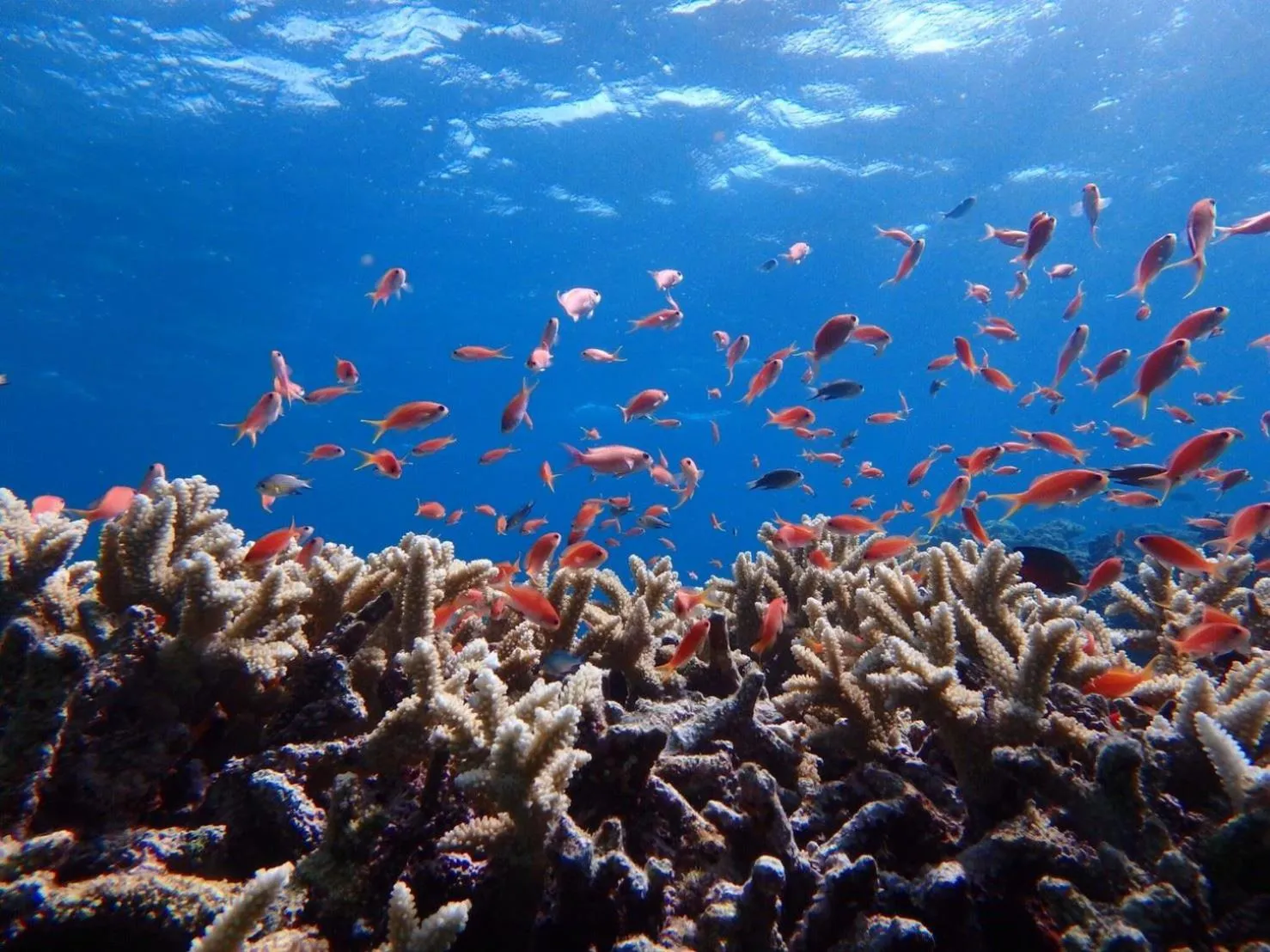 Nearby landmark in Little Mermaid Hotel Ishigakijima
