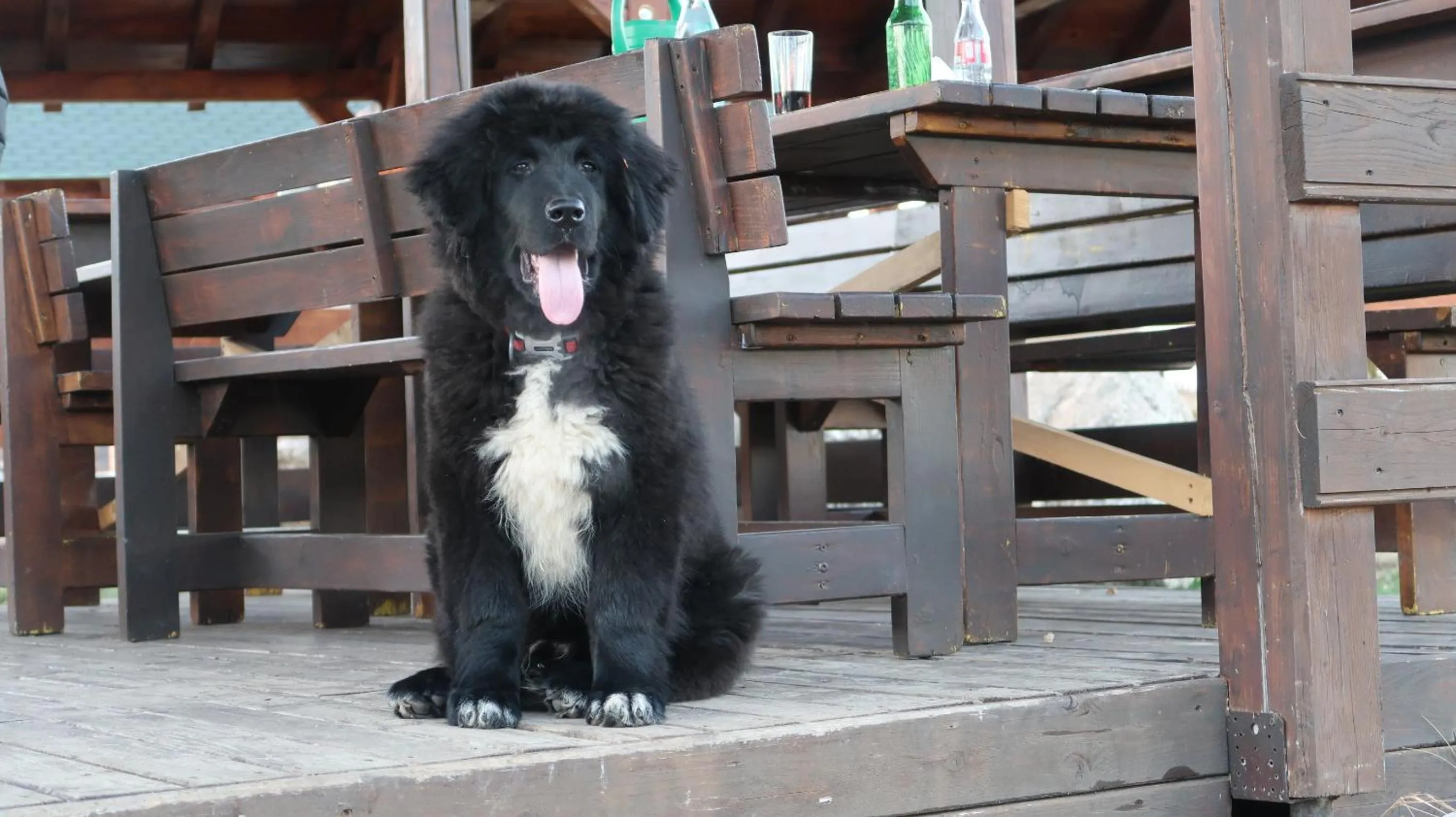 Animals in Pensiunea Casa Nostalgia