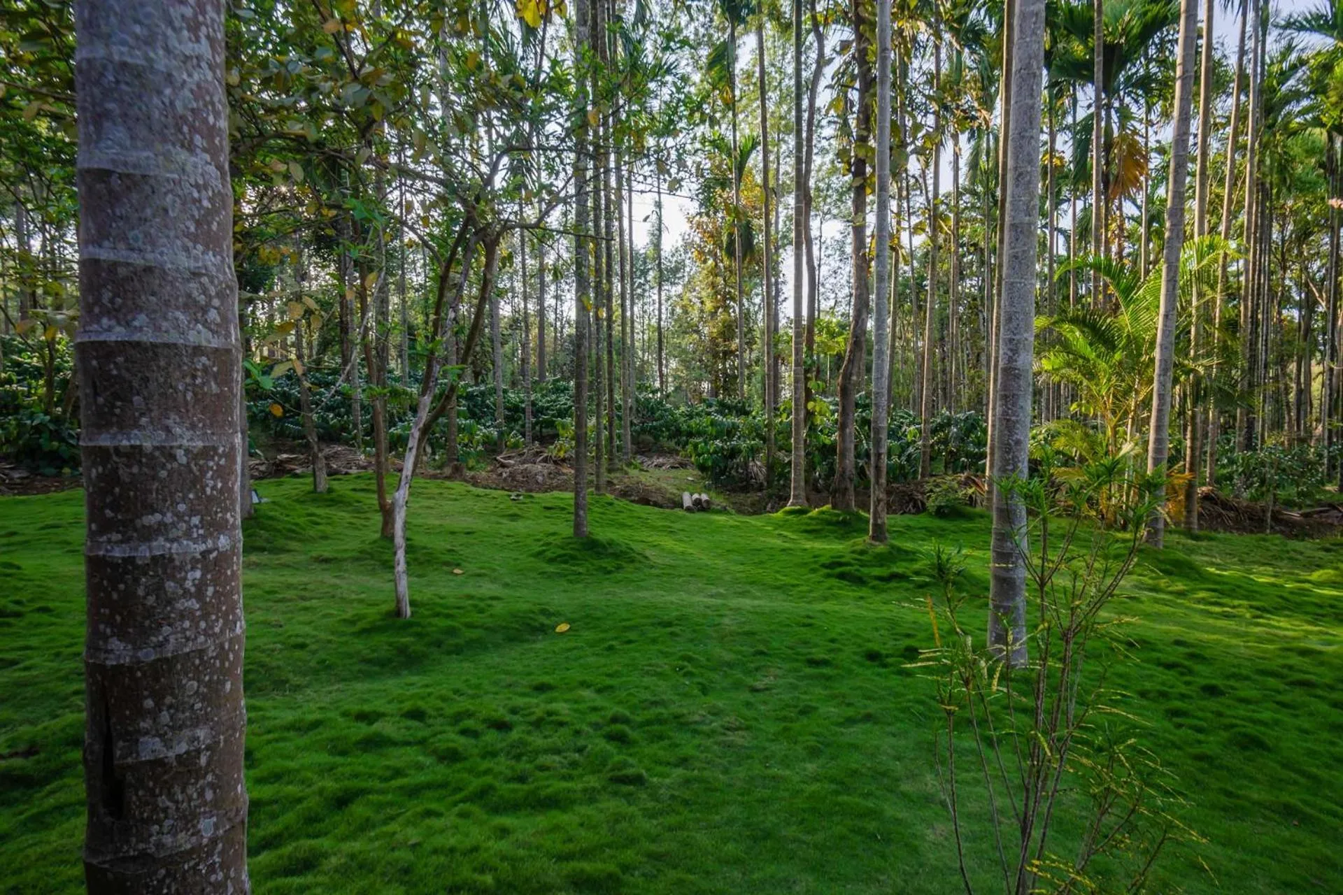 Garden in StayVista at Tall Silver with Infinity Pool & Breakfast -2BR