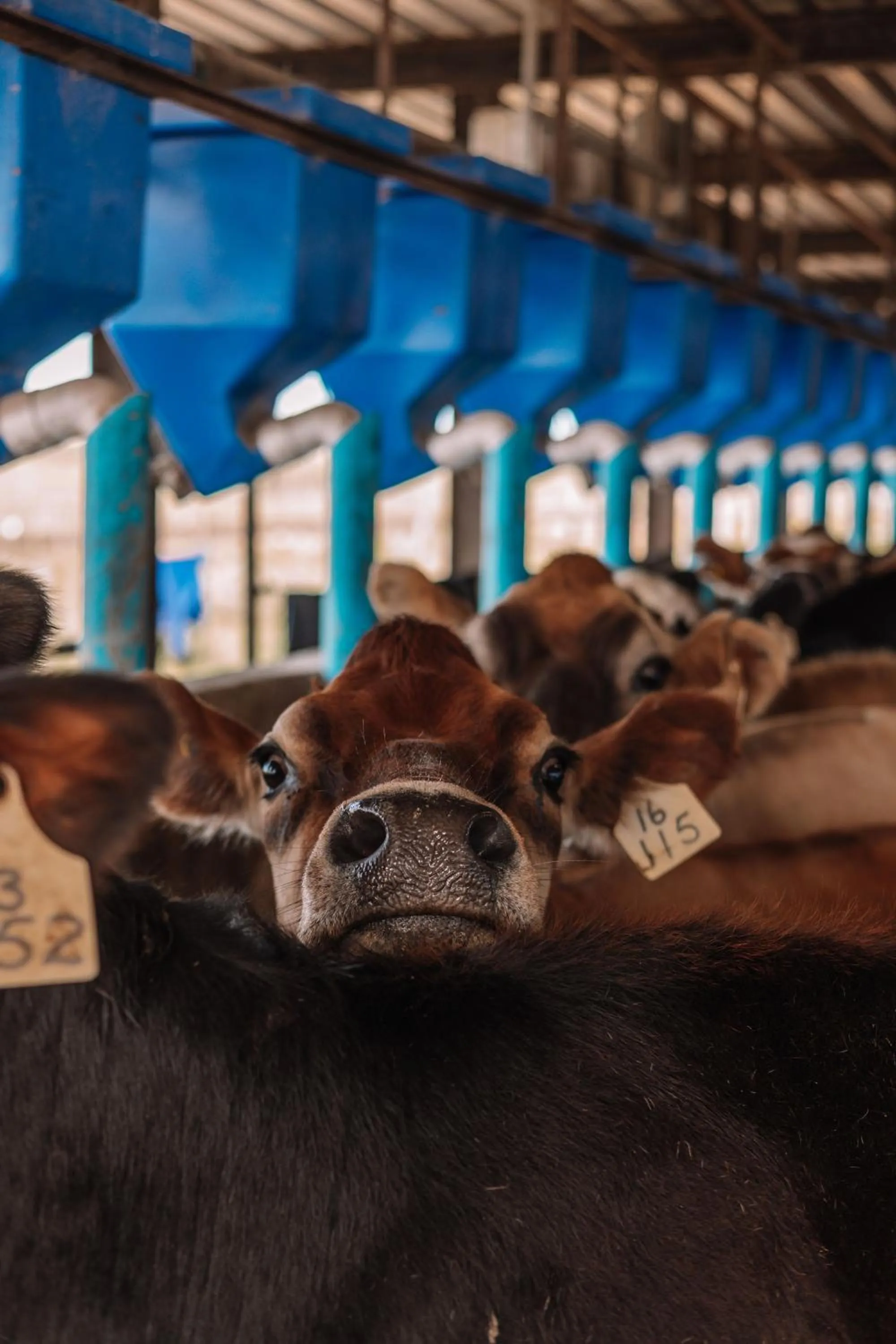 Animals in Oakhurst Farm Cottages