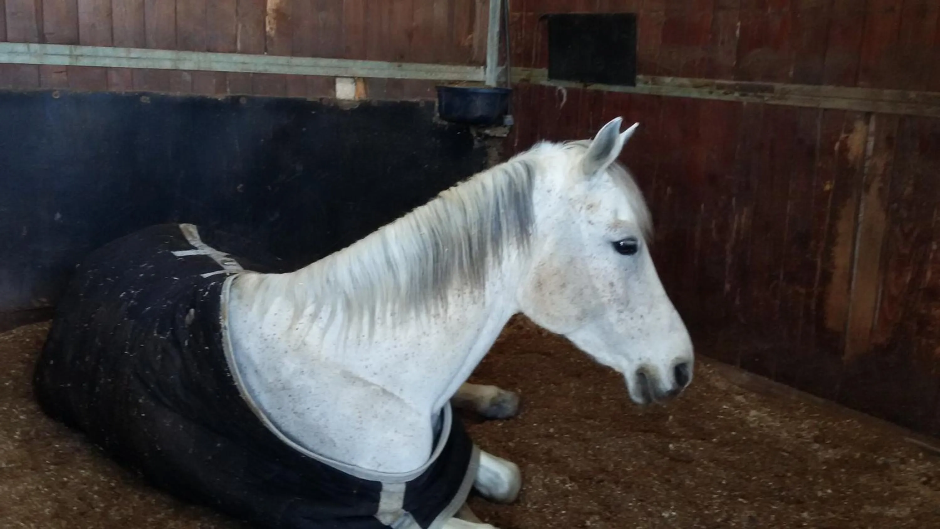 Animals in La Scuderia