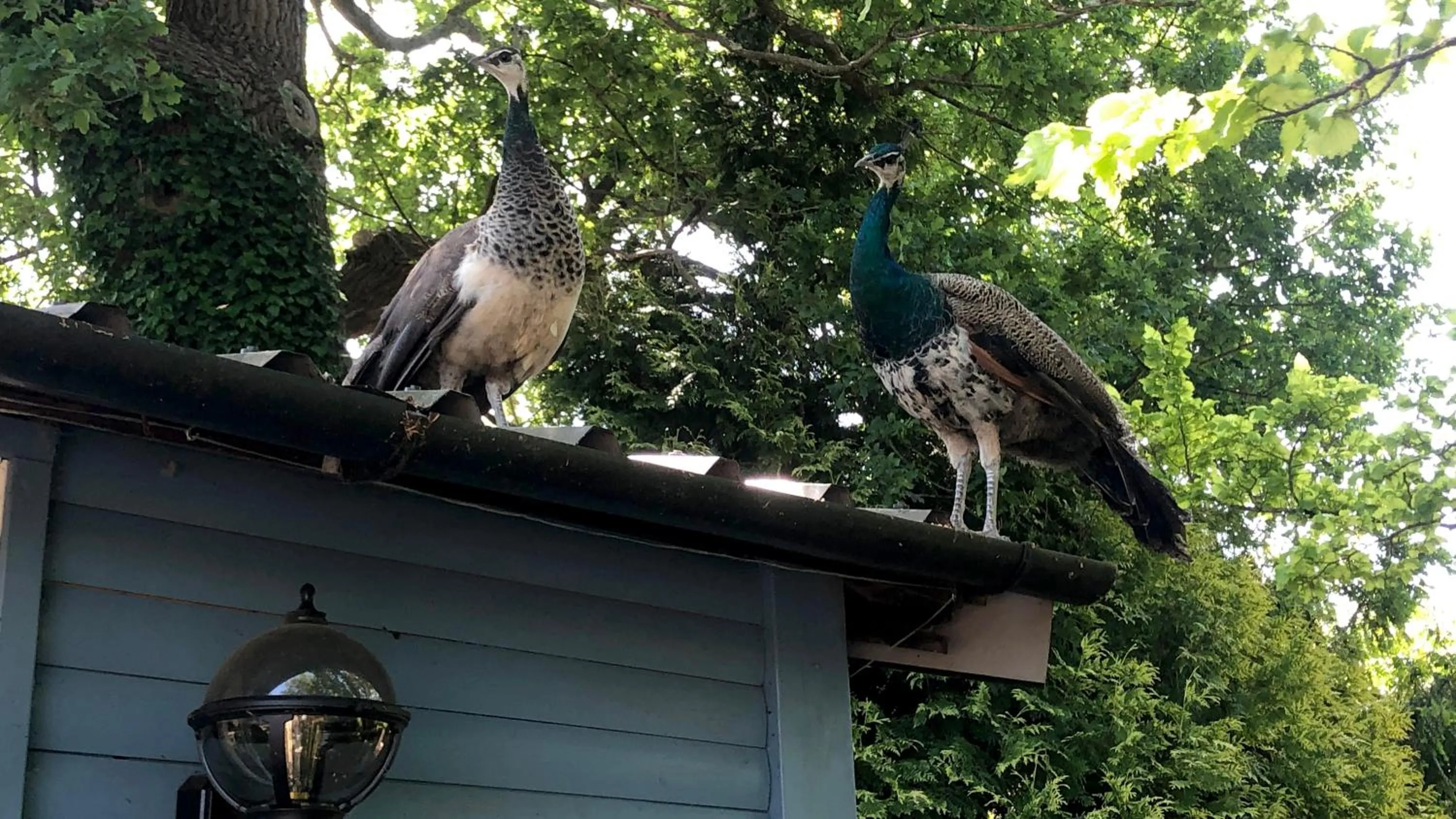 Animals in Luxurious Rural Cabin with Hot Tub